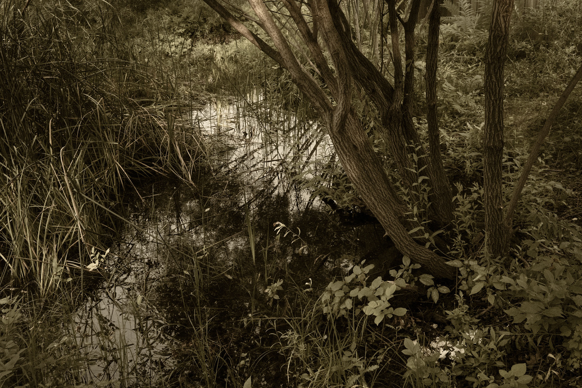 Minnesota State Fair