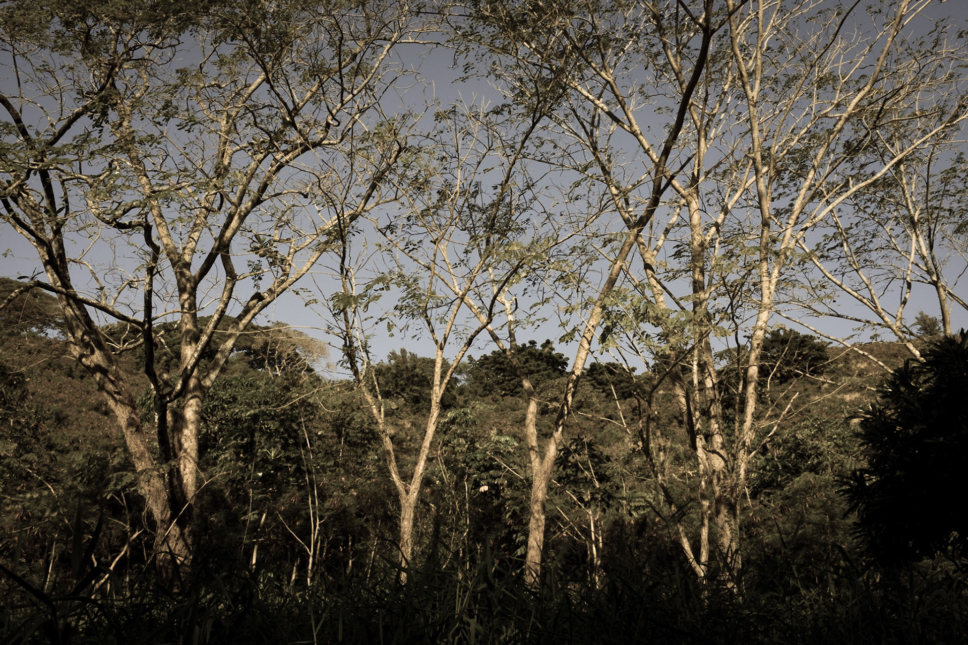 Manoa Valley, Honolulu, HI