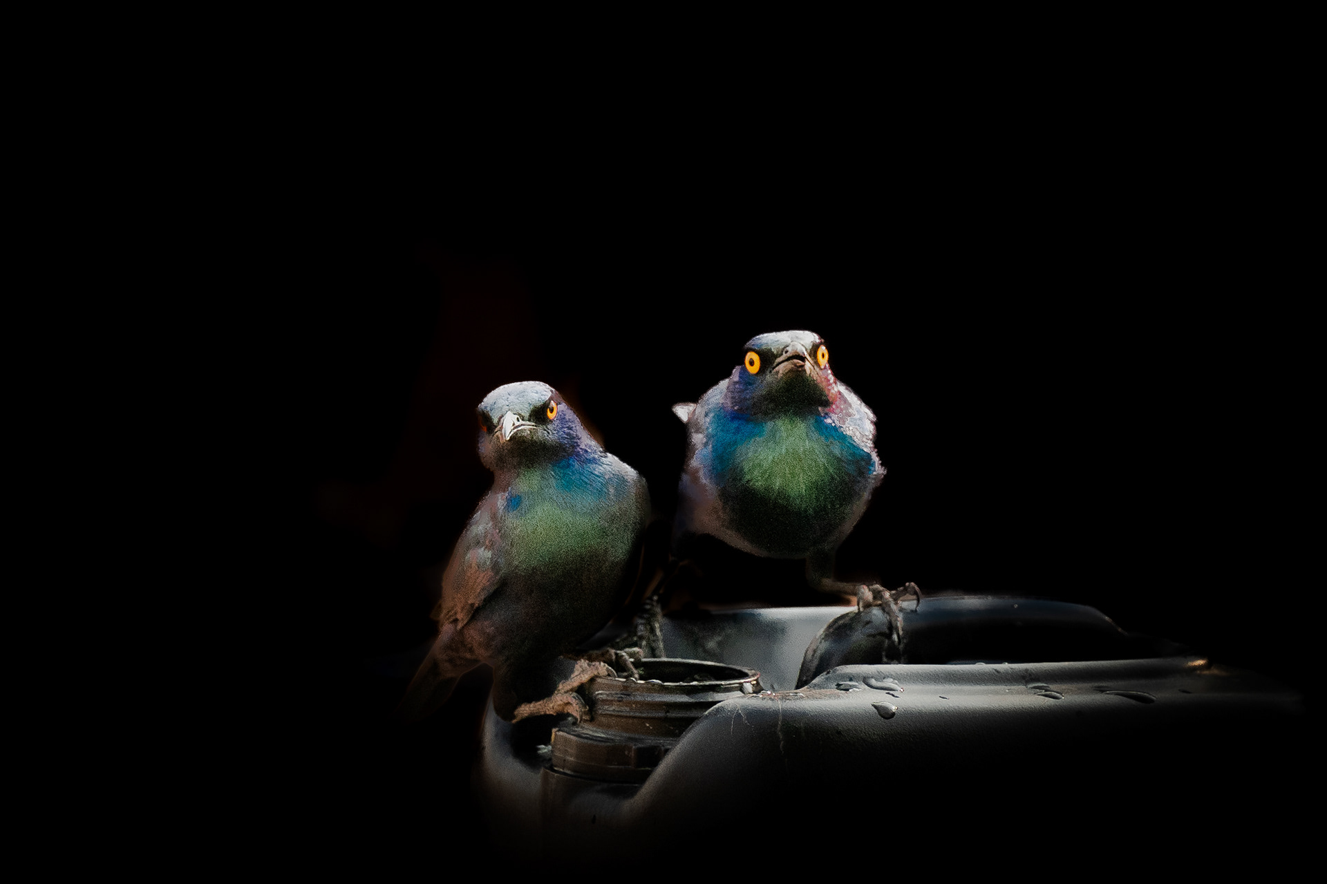 PAPARAZZI