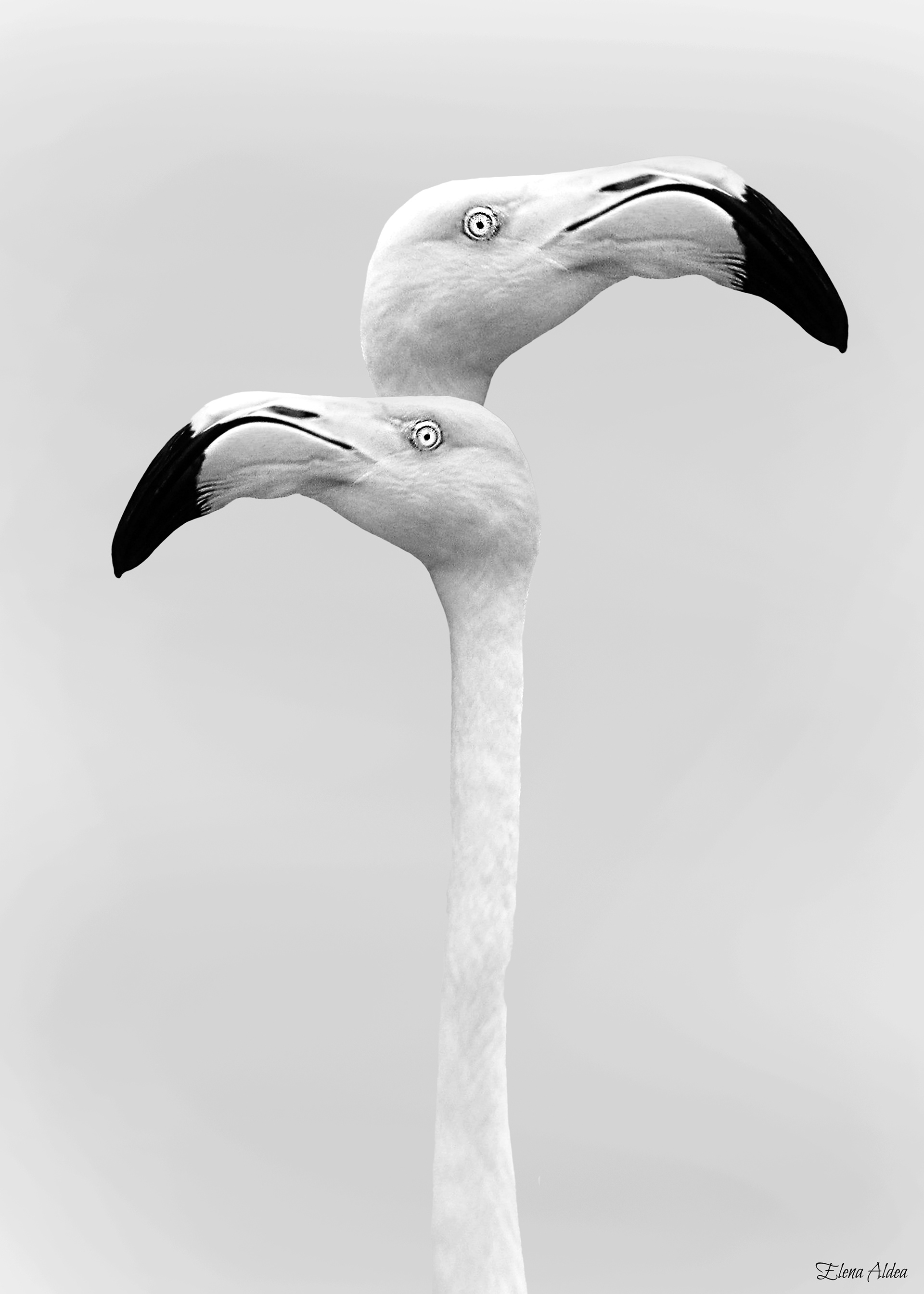 Sentinel