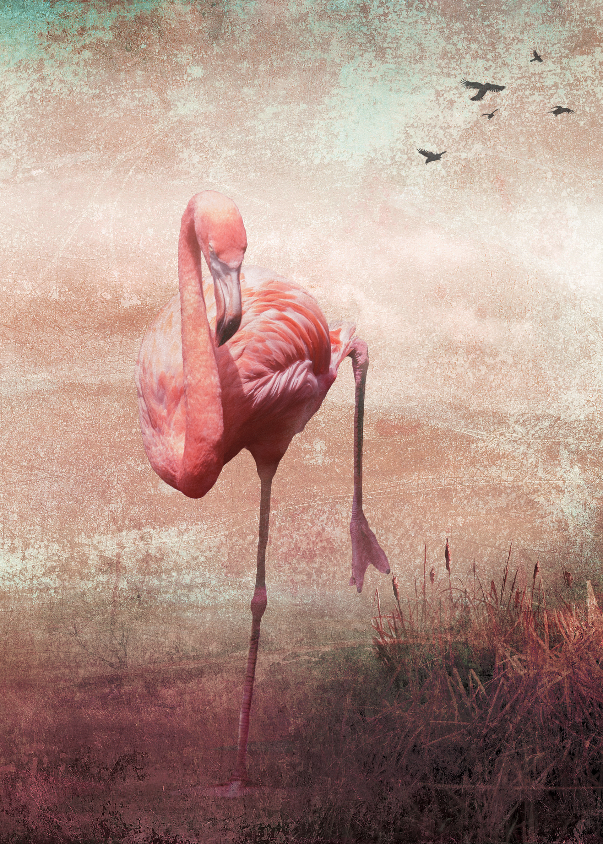 Flamingo