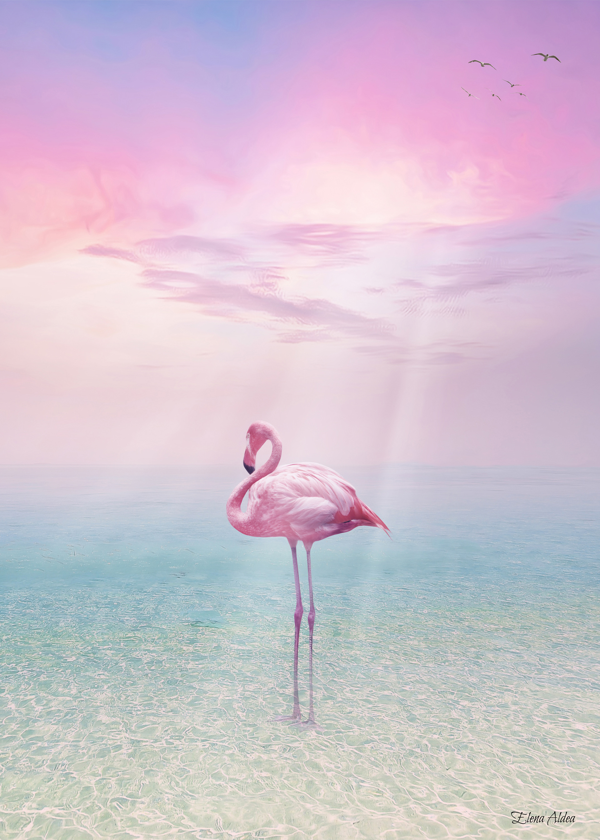 Flamingo dream