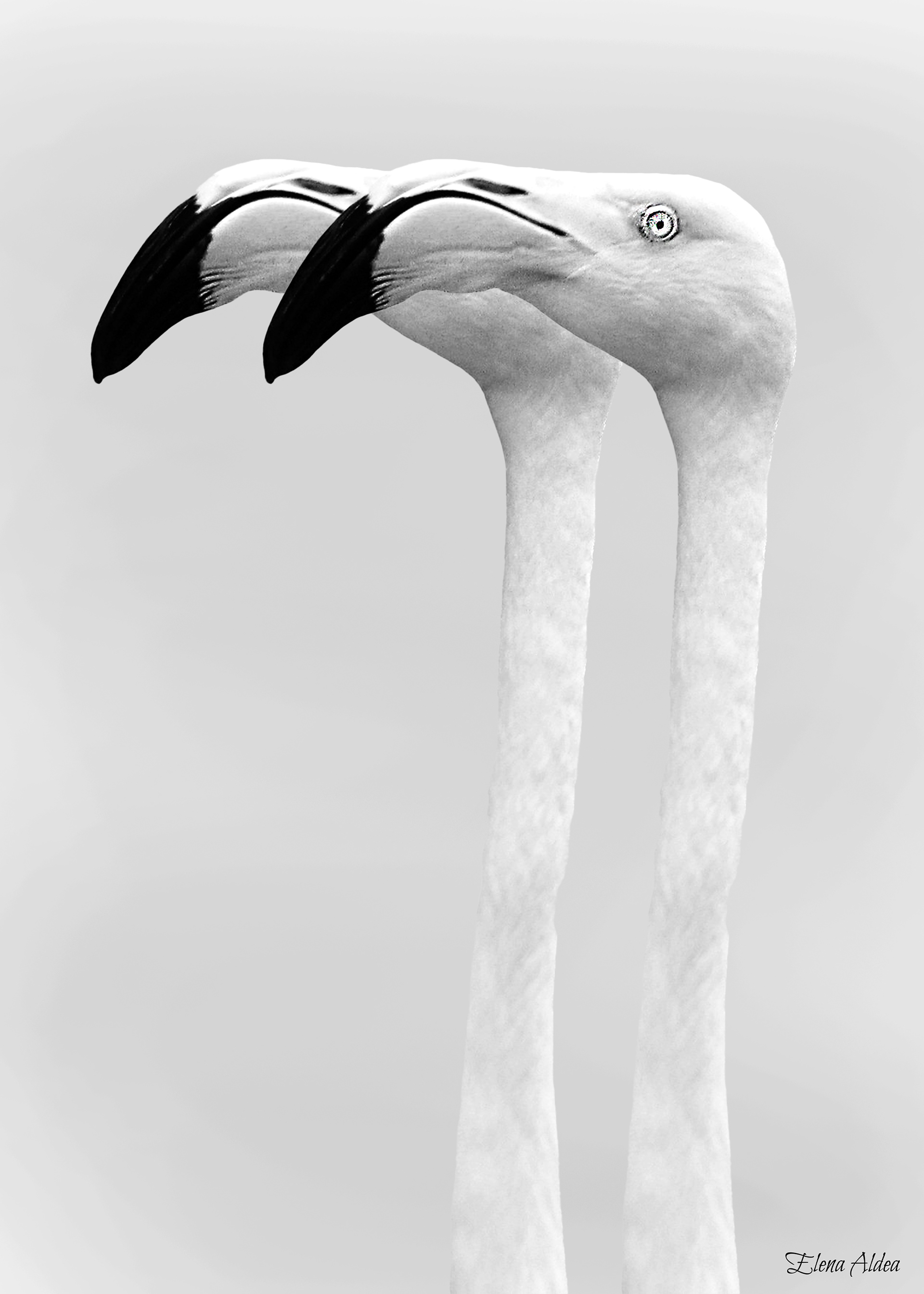 Replica