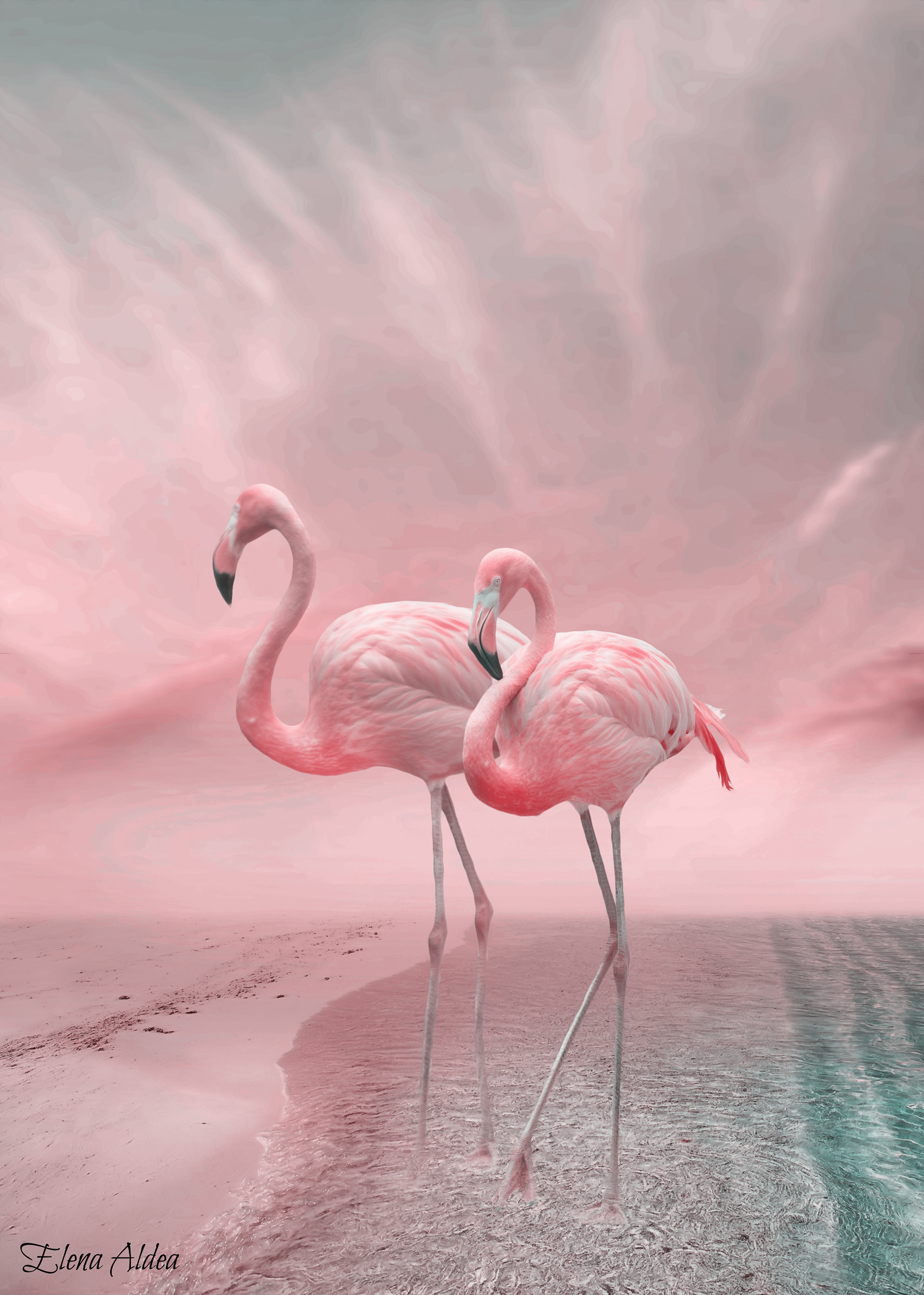 Flamingo couple