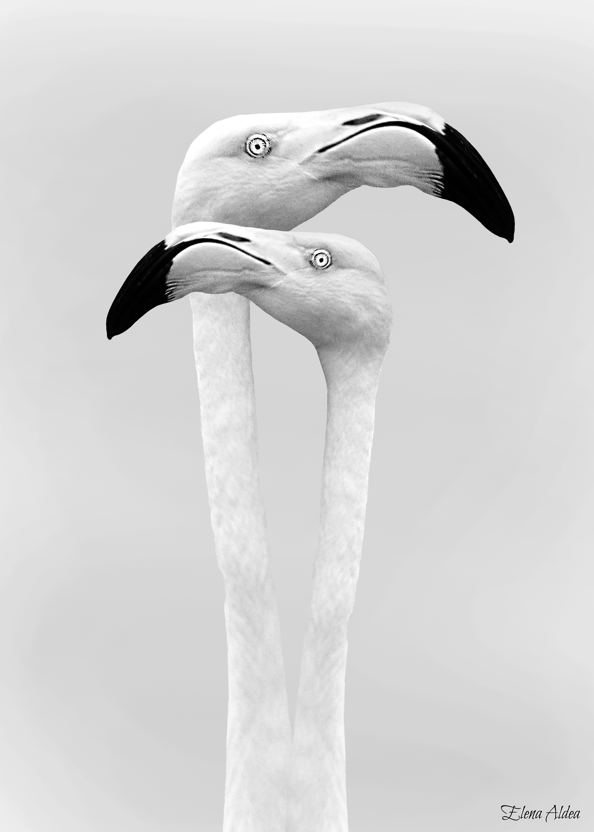 The lovers