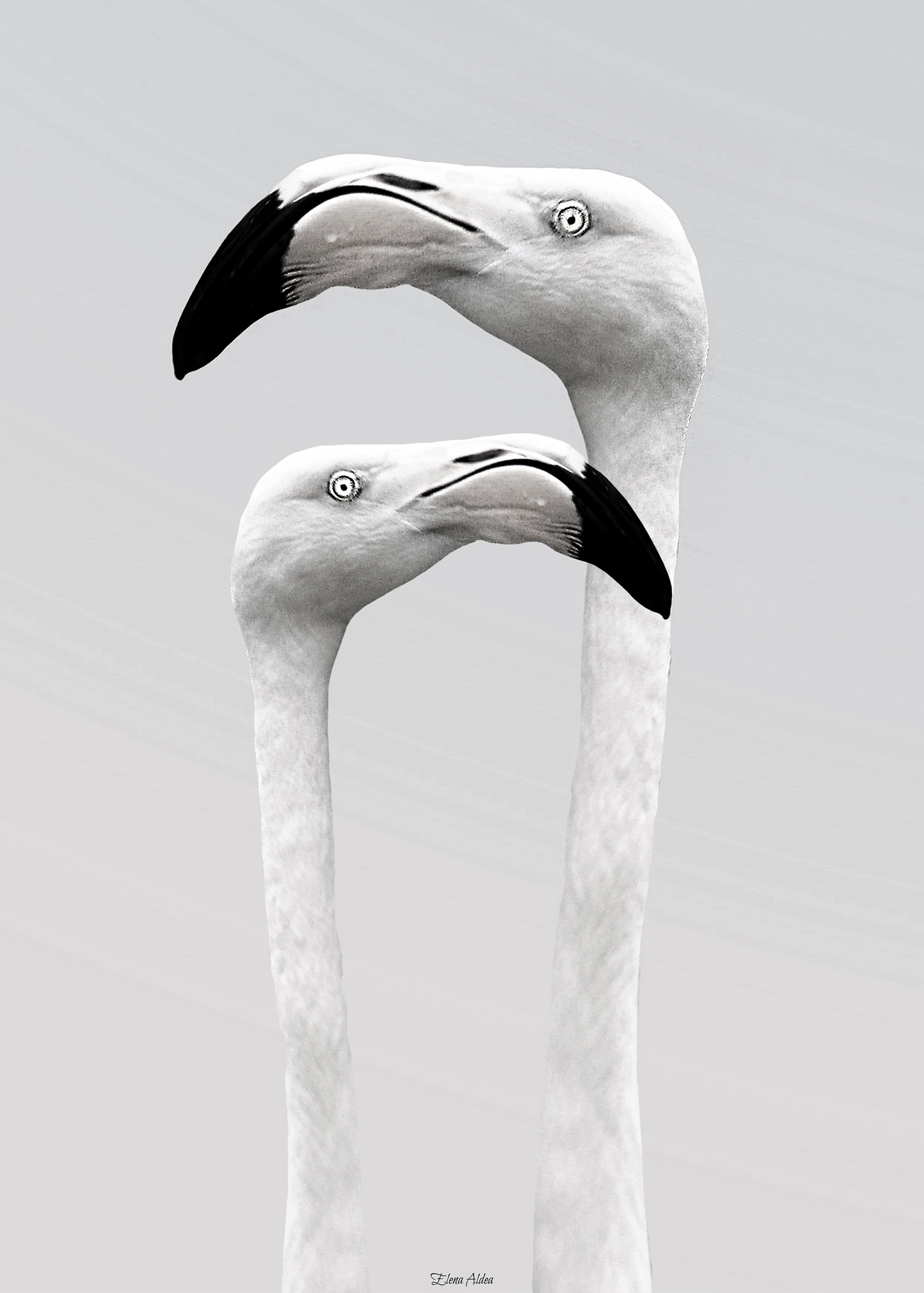 Flamingo brothers