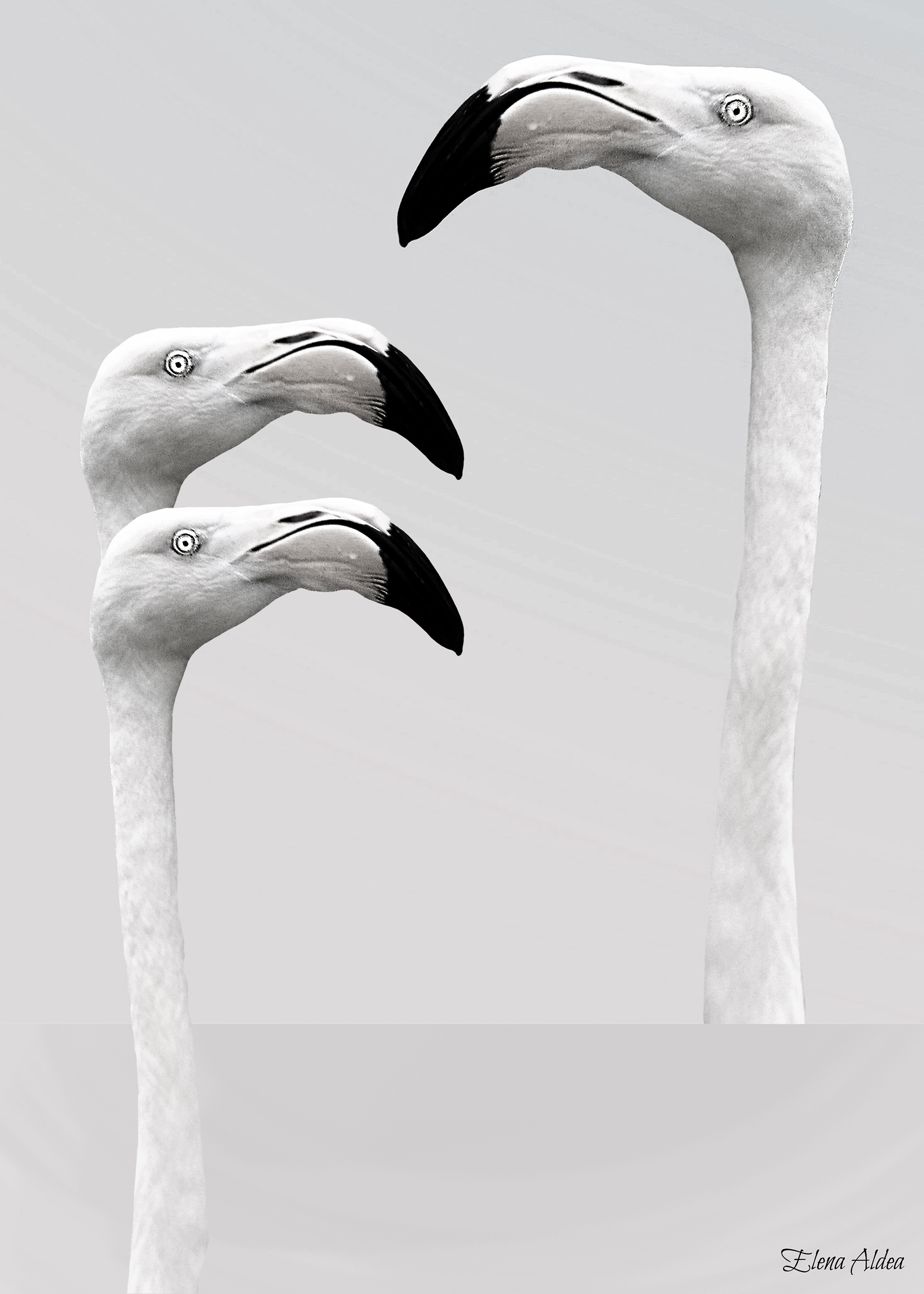 Three flamingos