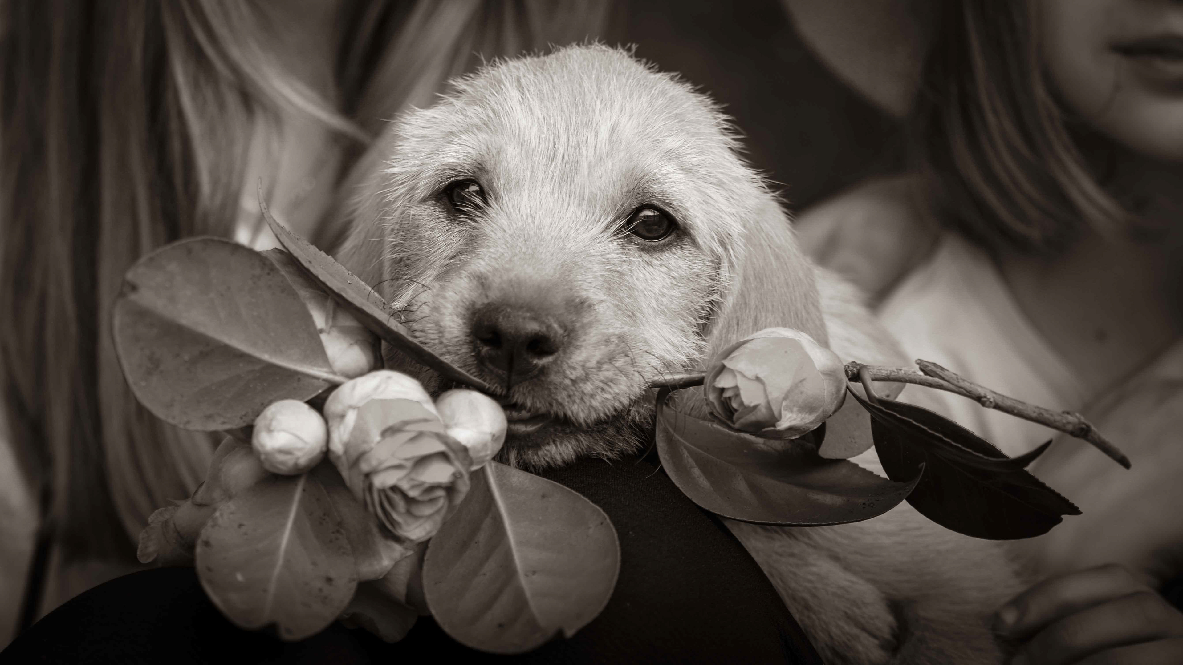Syco the flower dog