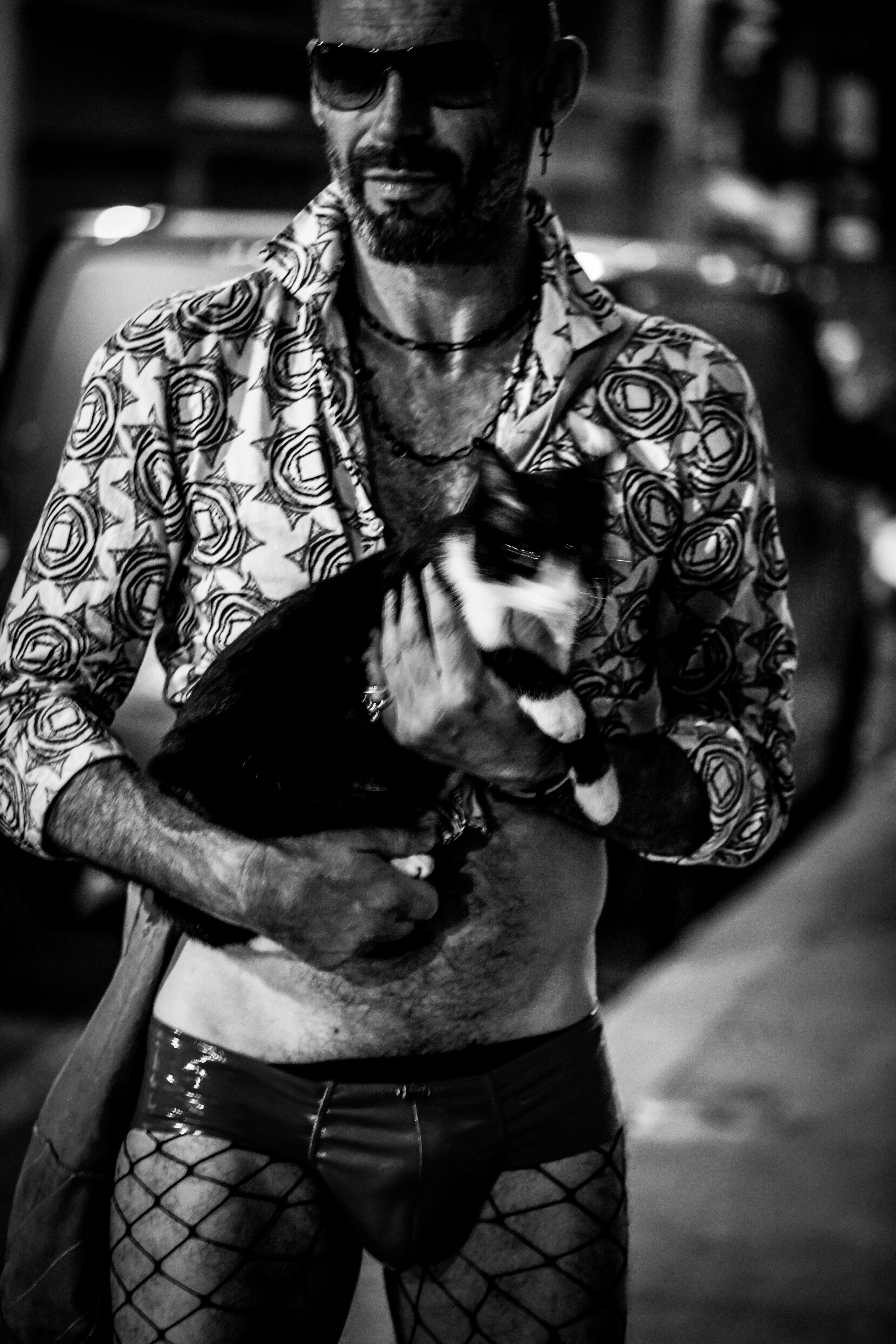 A cat in the night