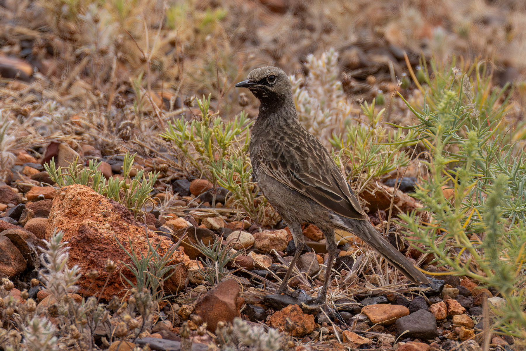 Brown Songlark