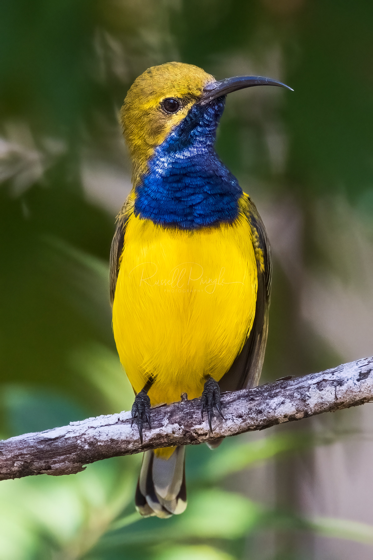 Sahul Sunbird (male)