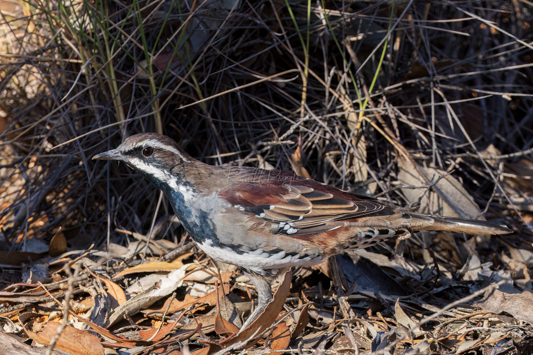 Chestnut Quail-Thrush (male)