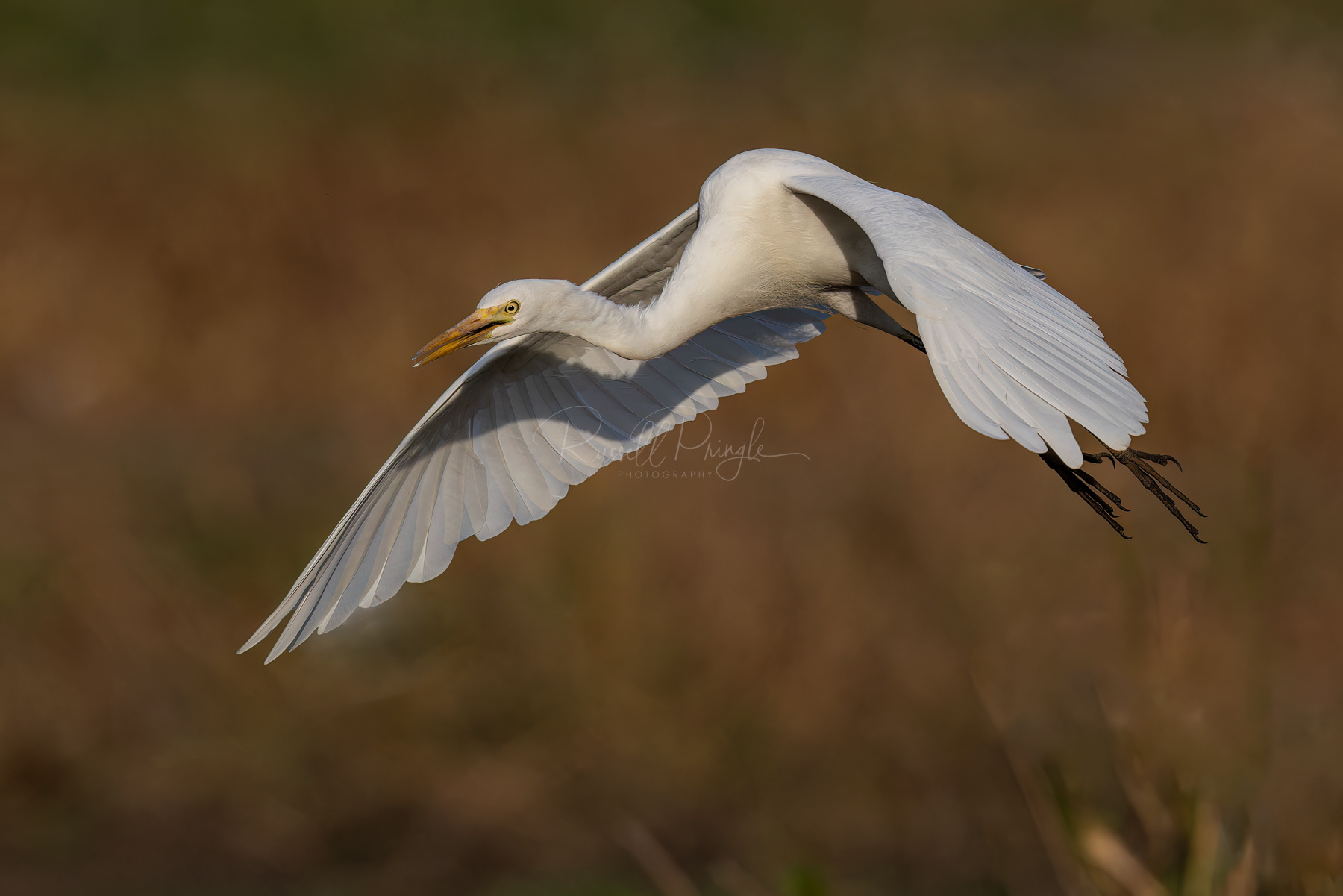 Plumed Egret