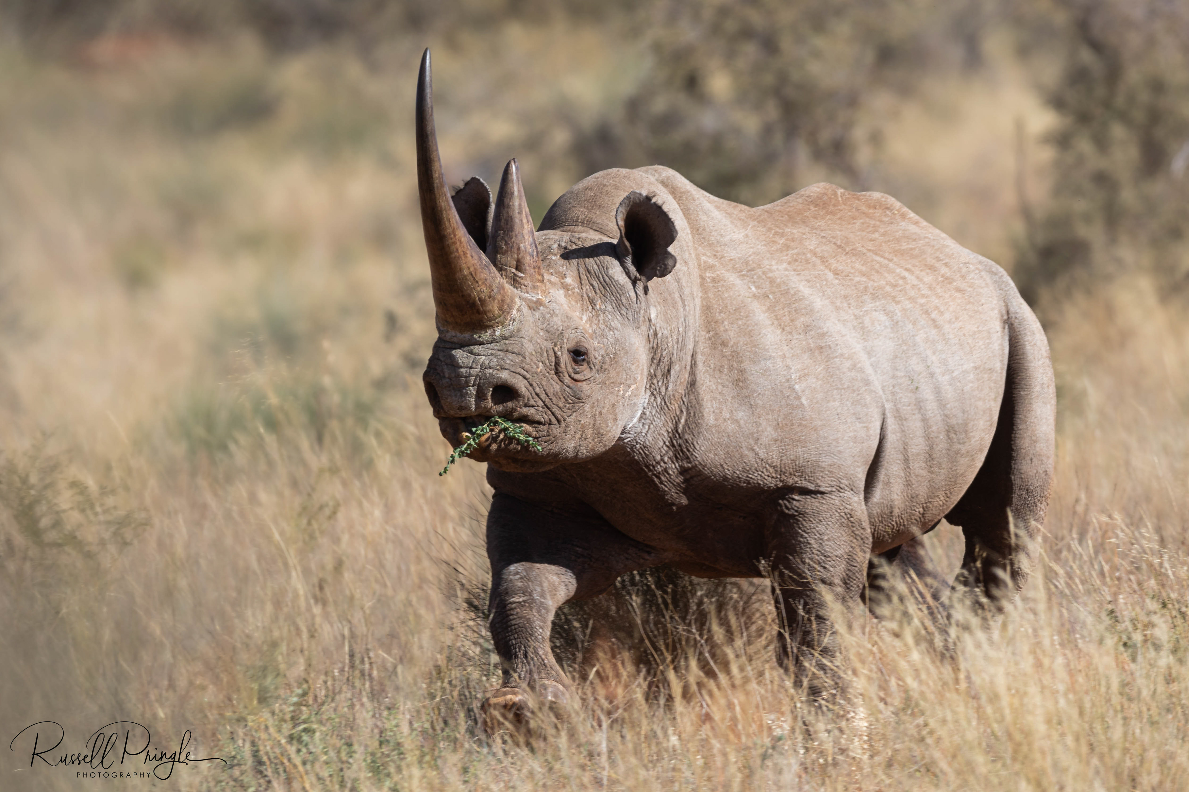 Black Rhino-Tswalu