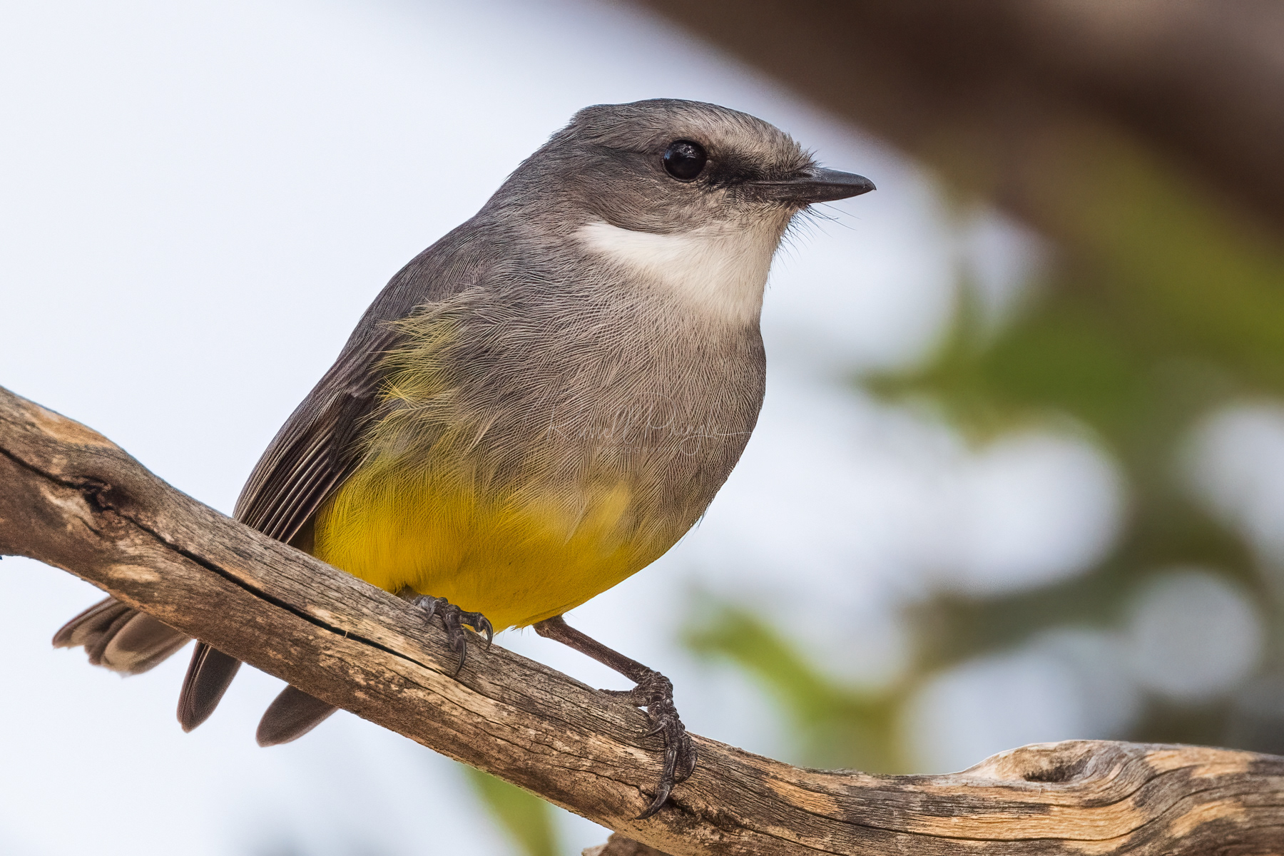 Western Yellow Robin