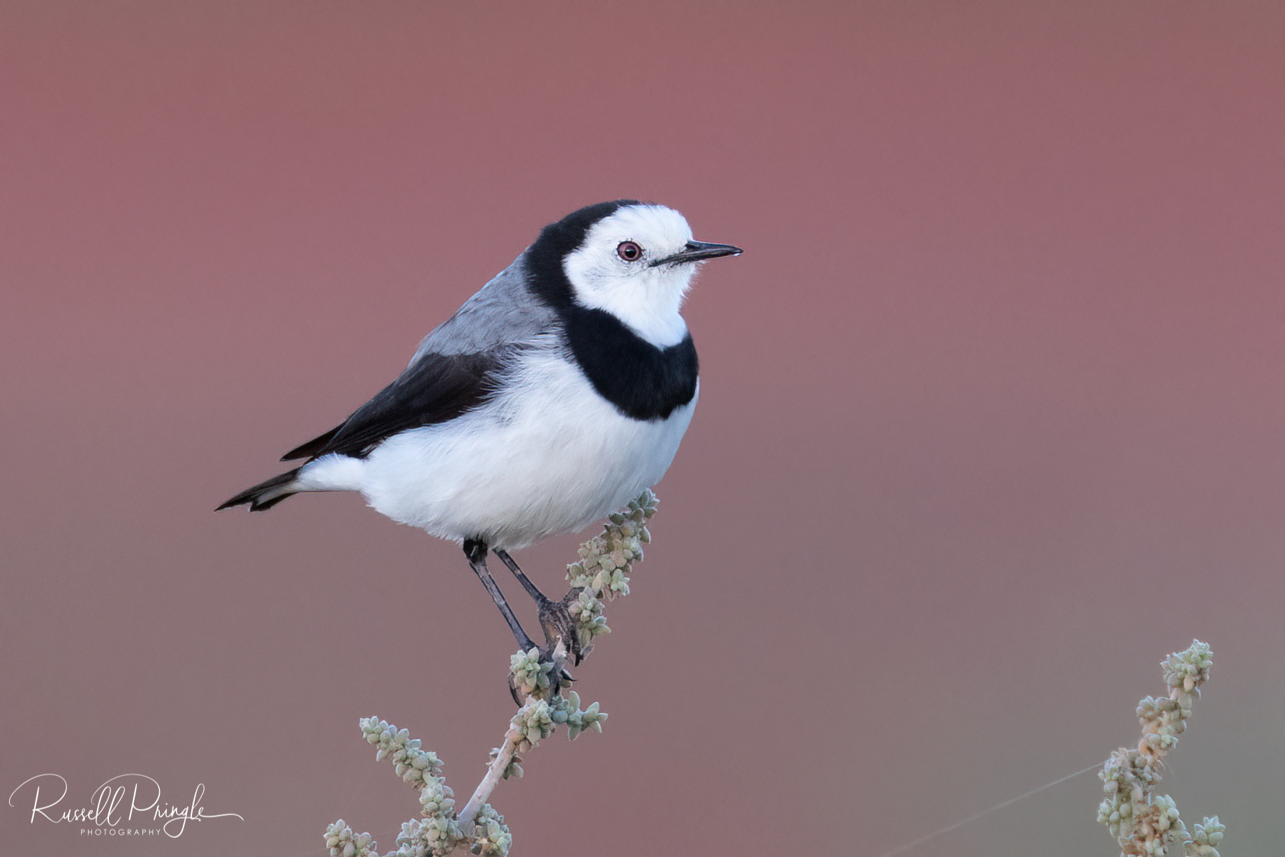White-fronted Chat (Male)