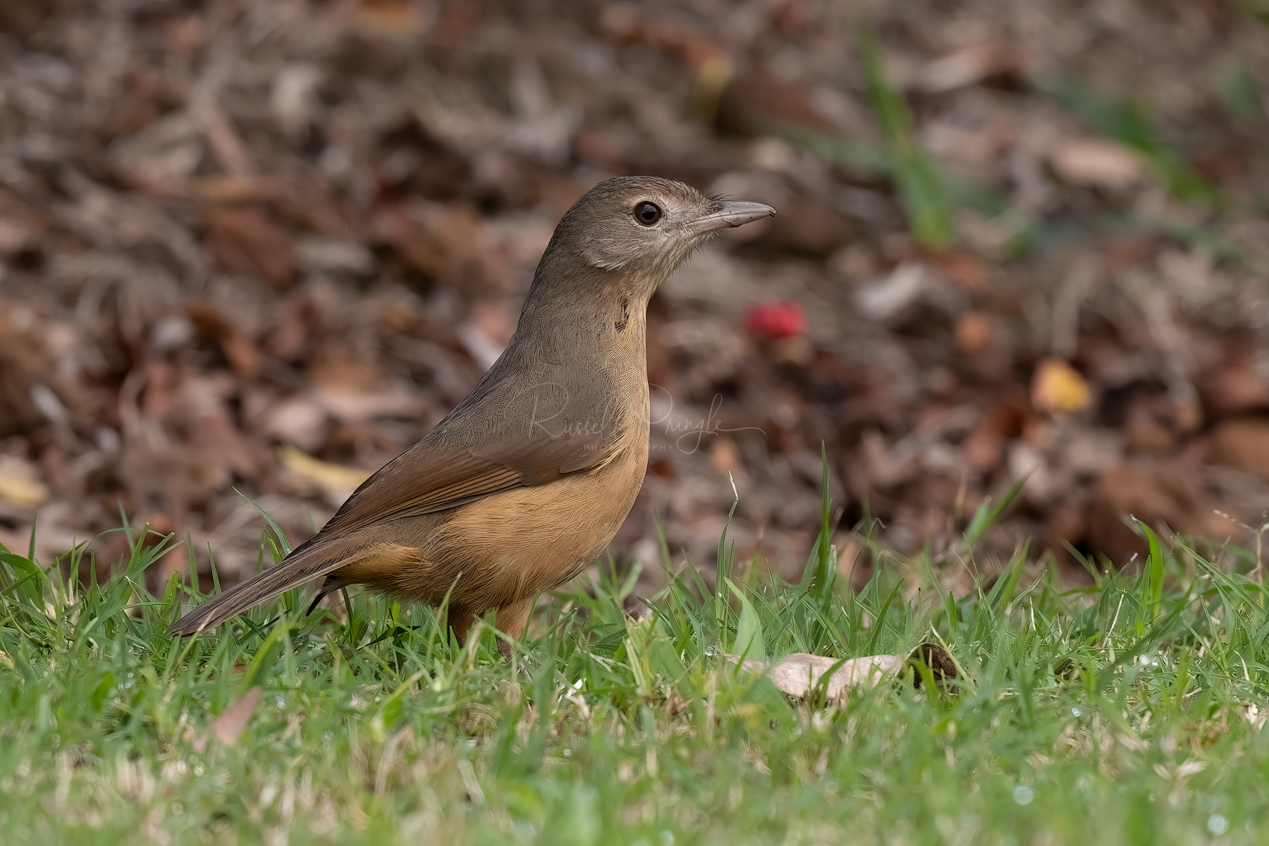 Rufous Shrikethrush