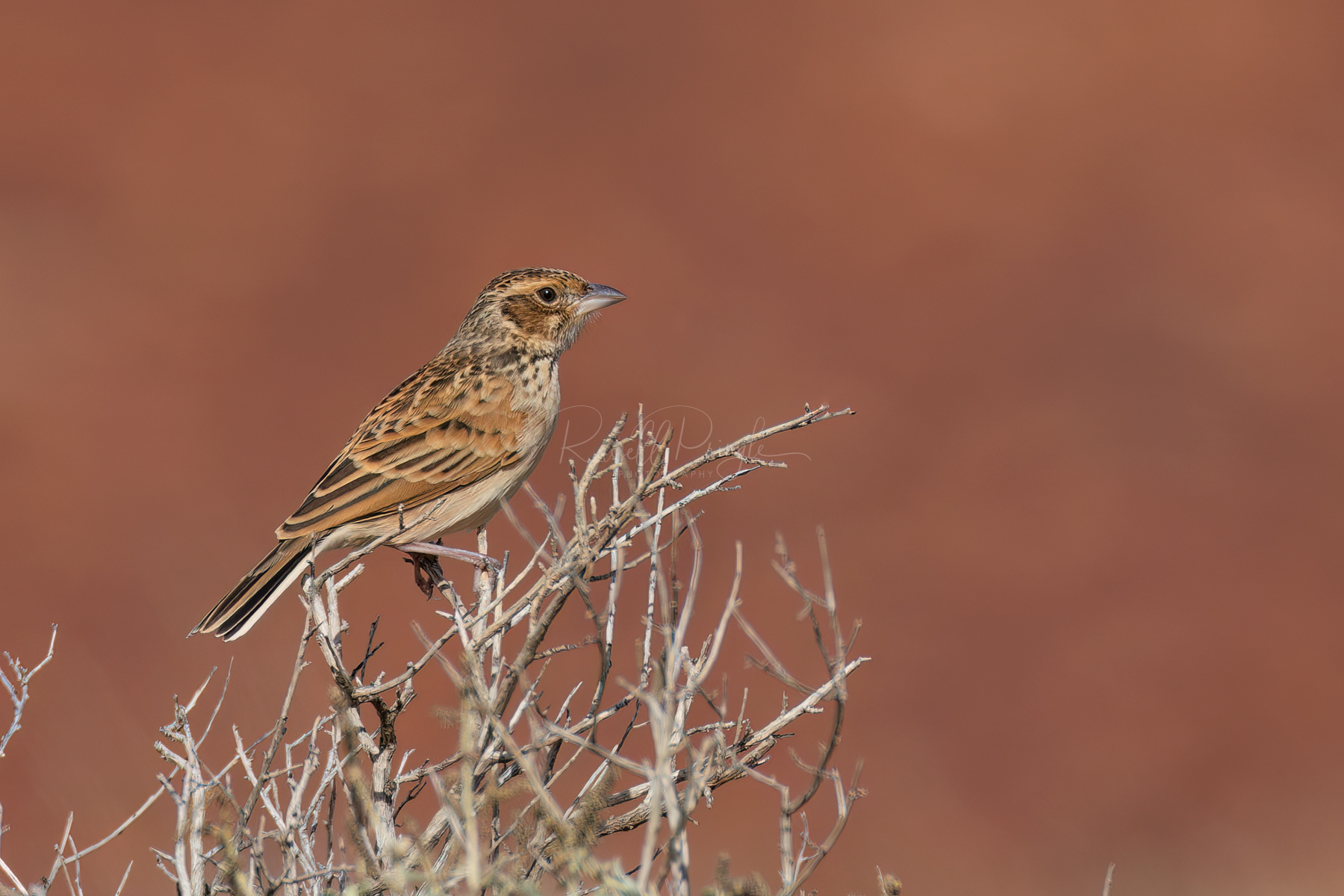 Singing Bushlark