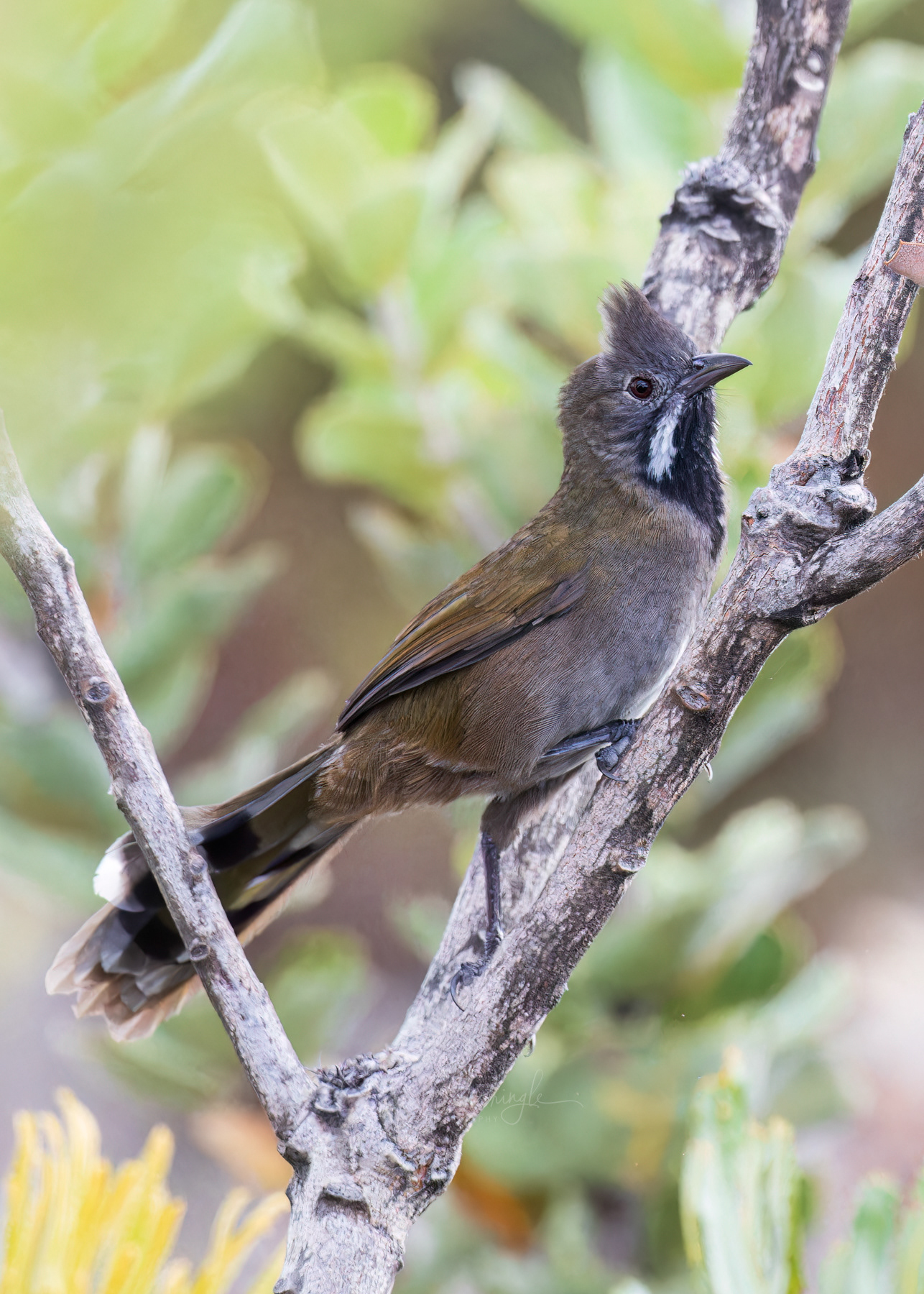 Black-throated Whipbird