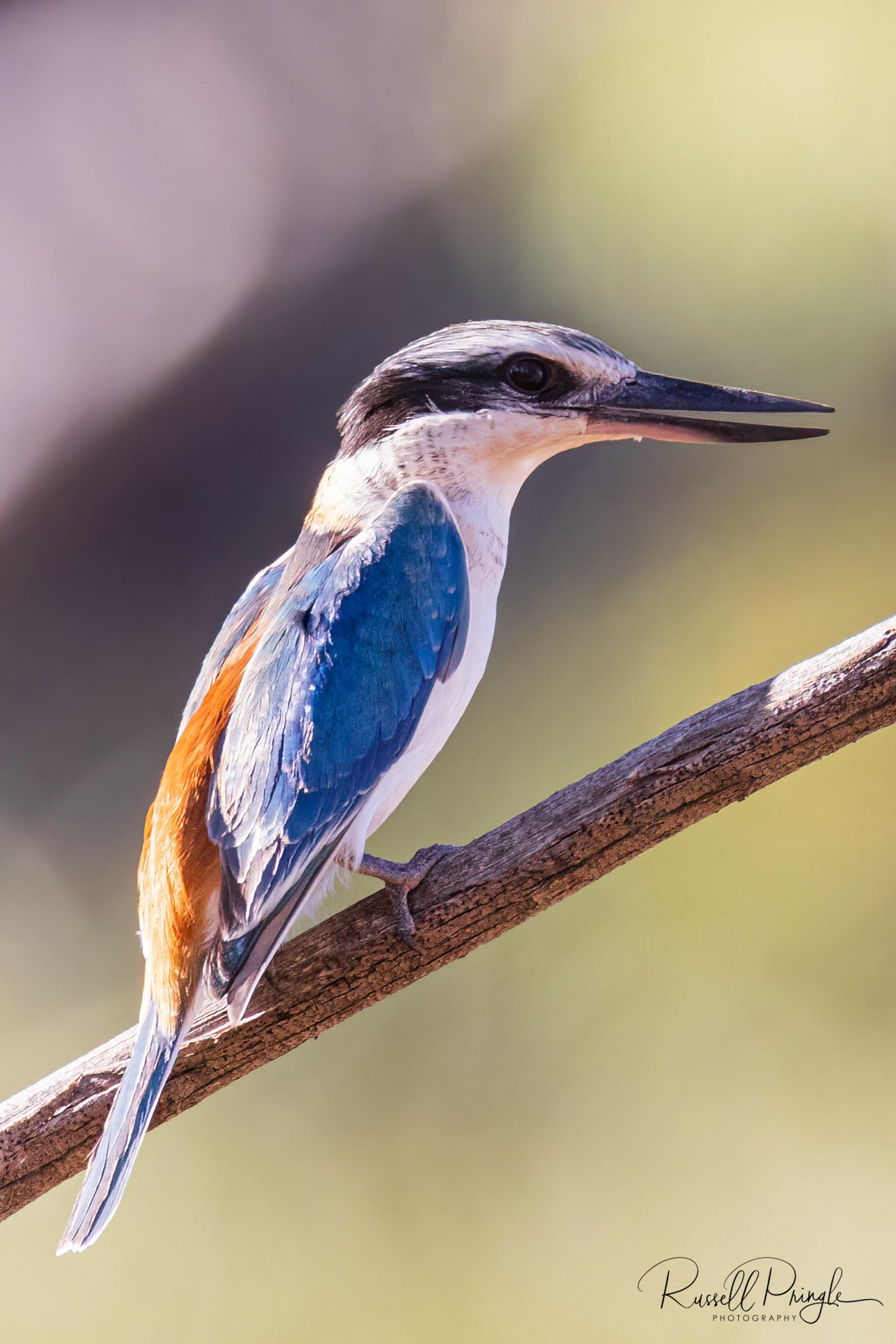 Red-backed Kingfisher