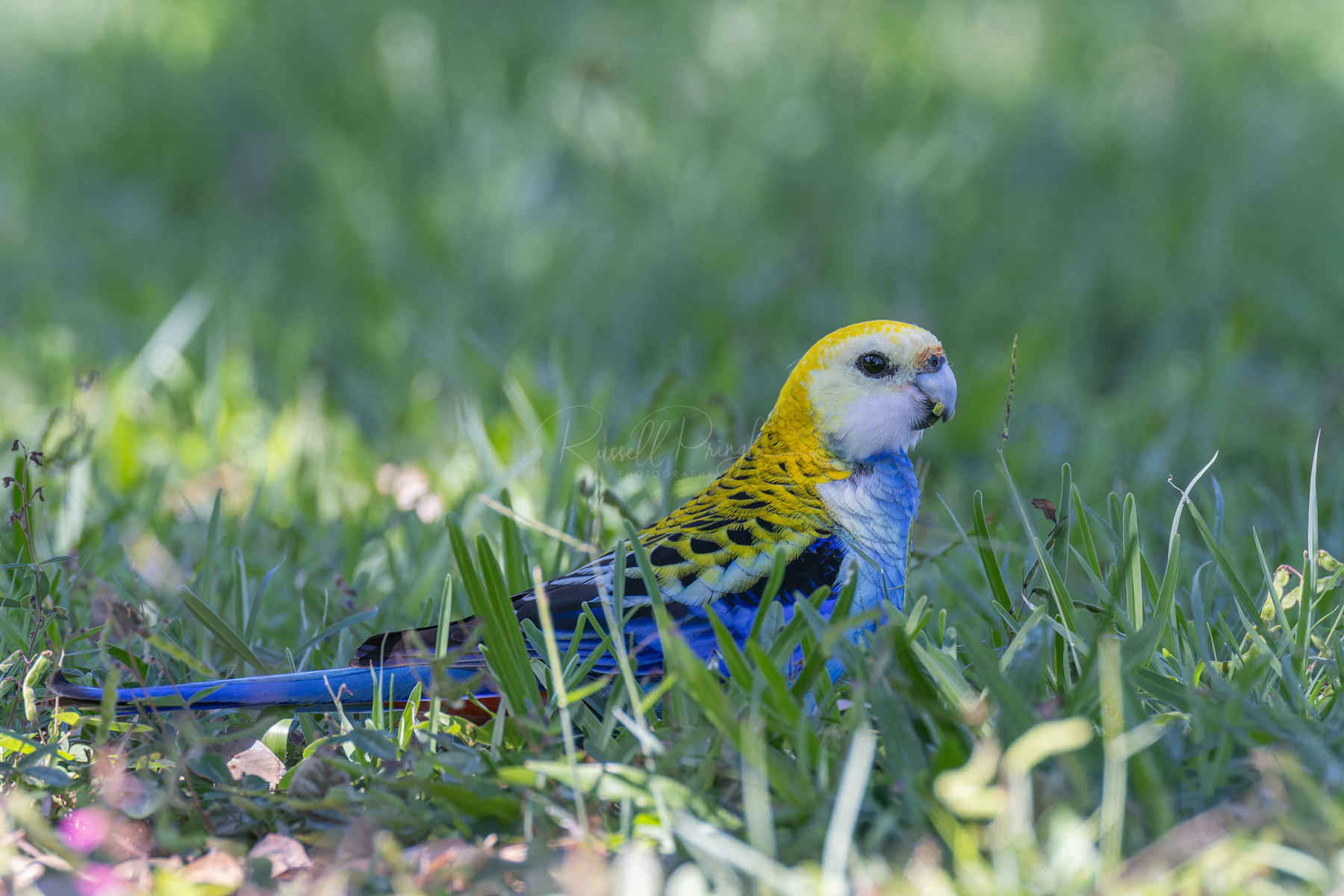 Pale-headed Rosella