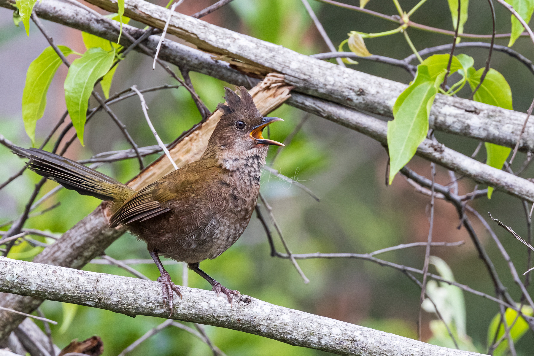 Eastern Whipbird (juvenile)