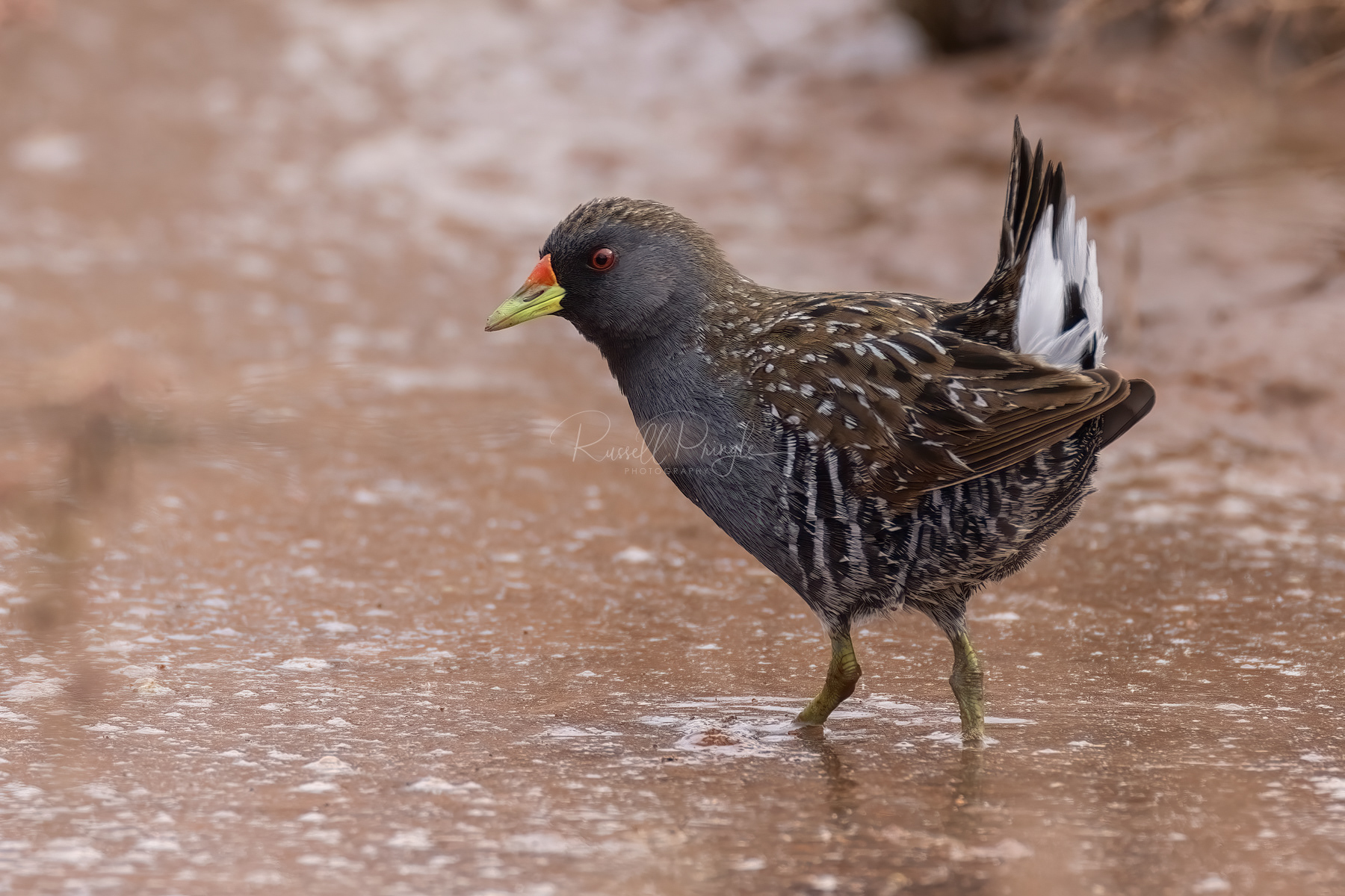 Australian Spotted Crake