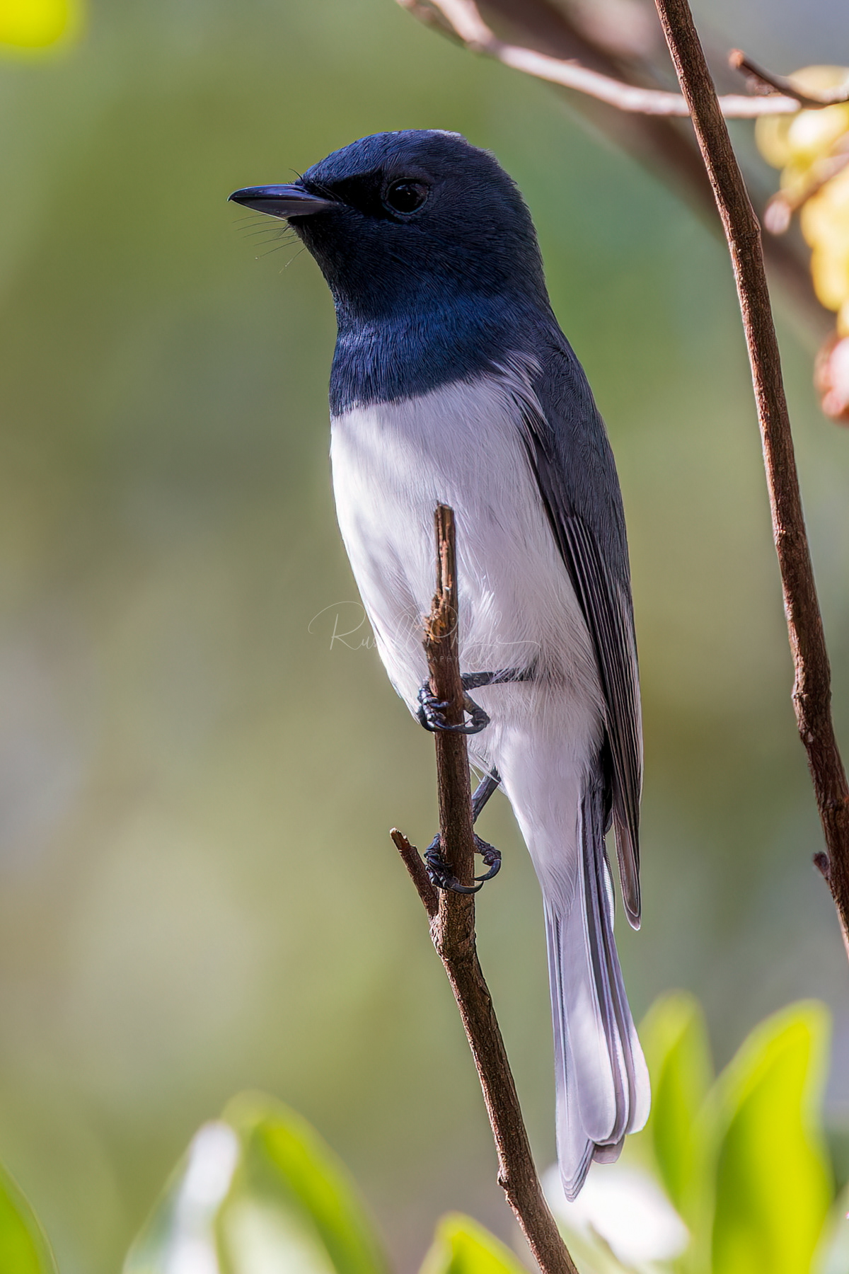 Leaded Flycatcher (male)