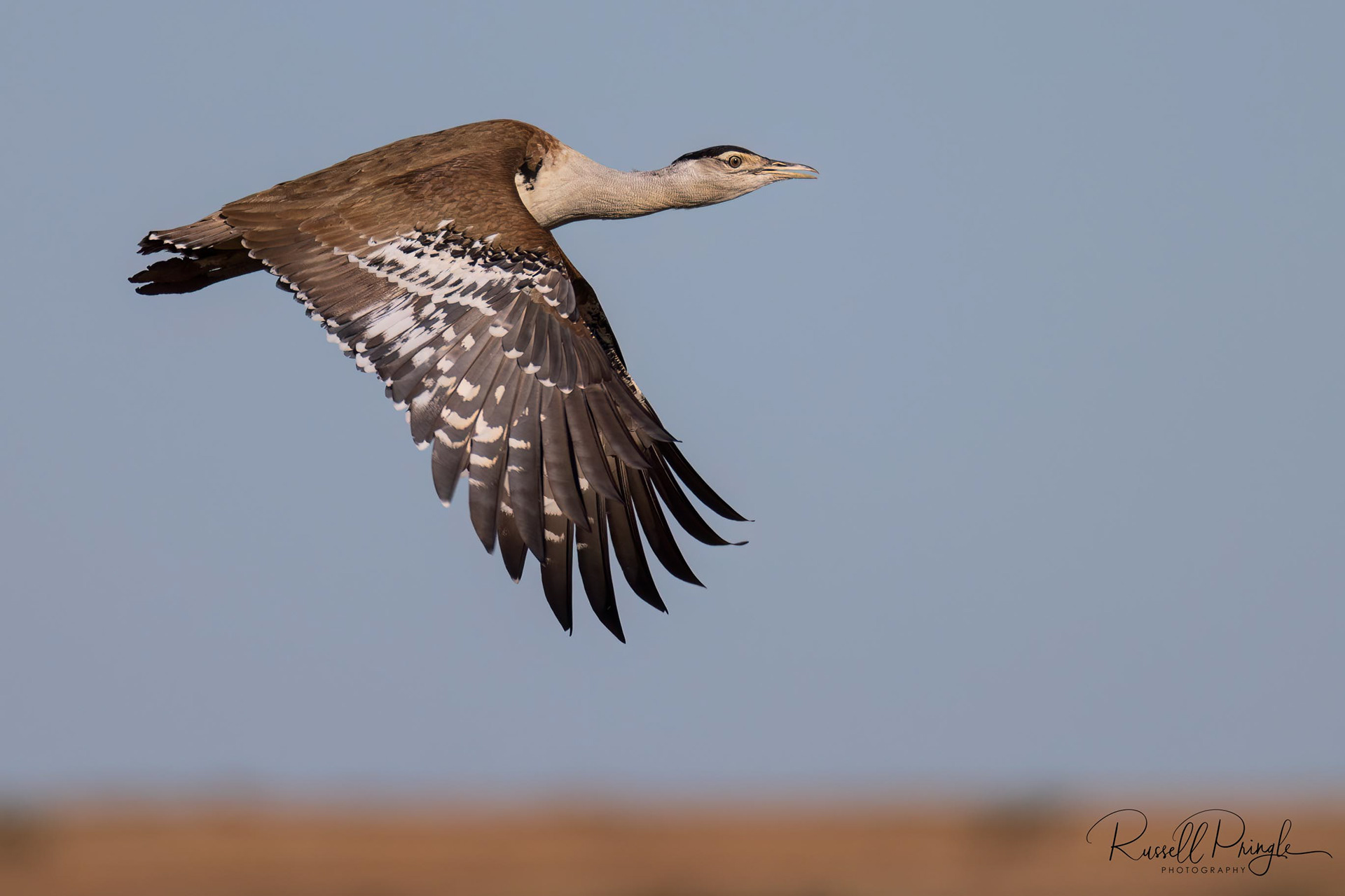 Australian Bustard