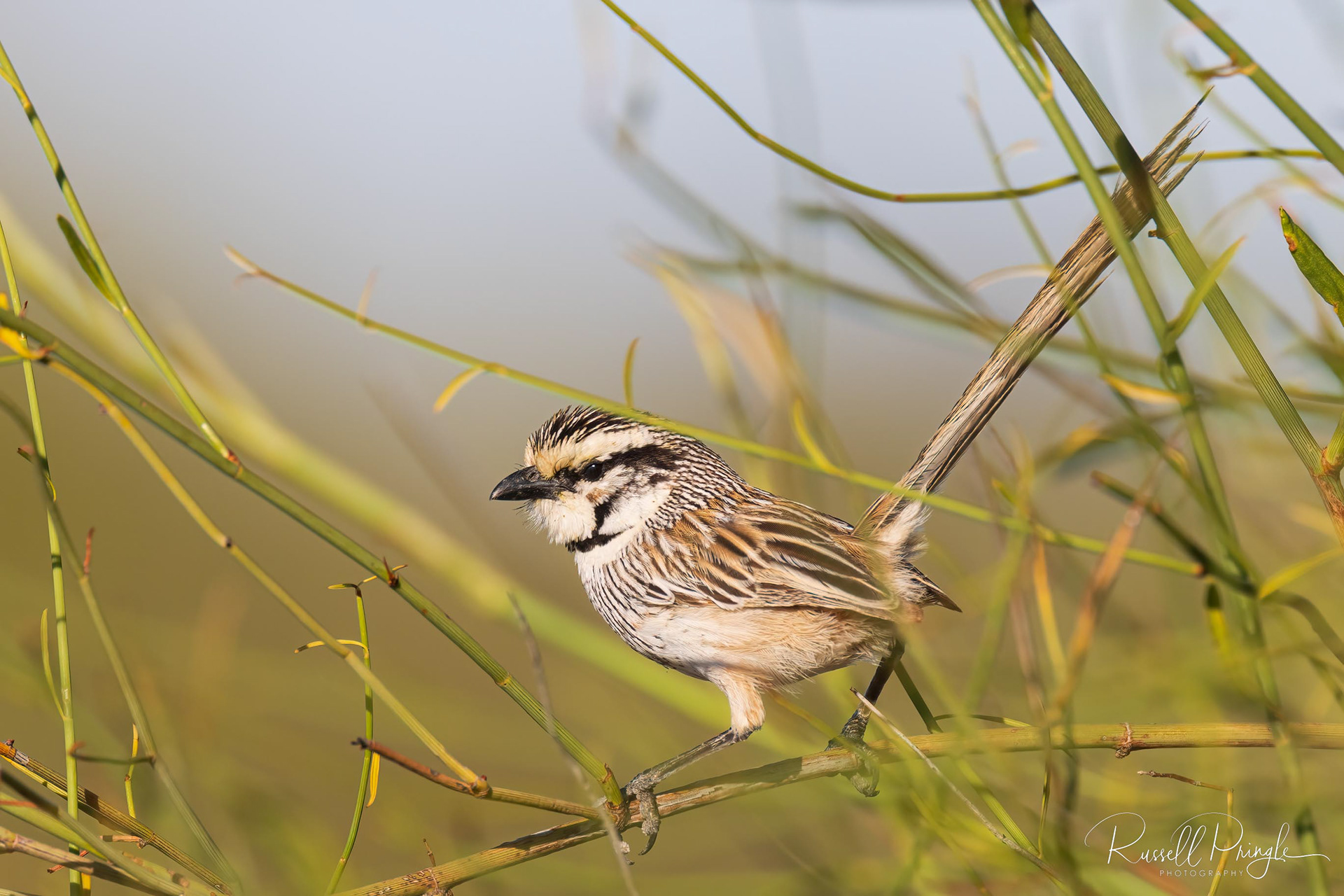 Grey Grasswren