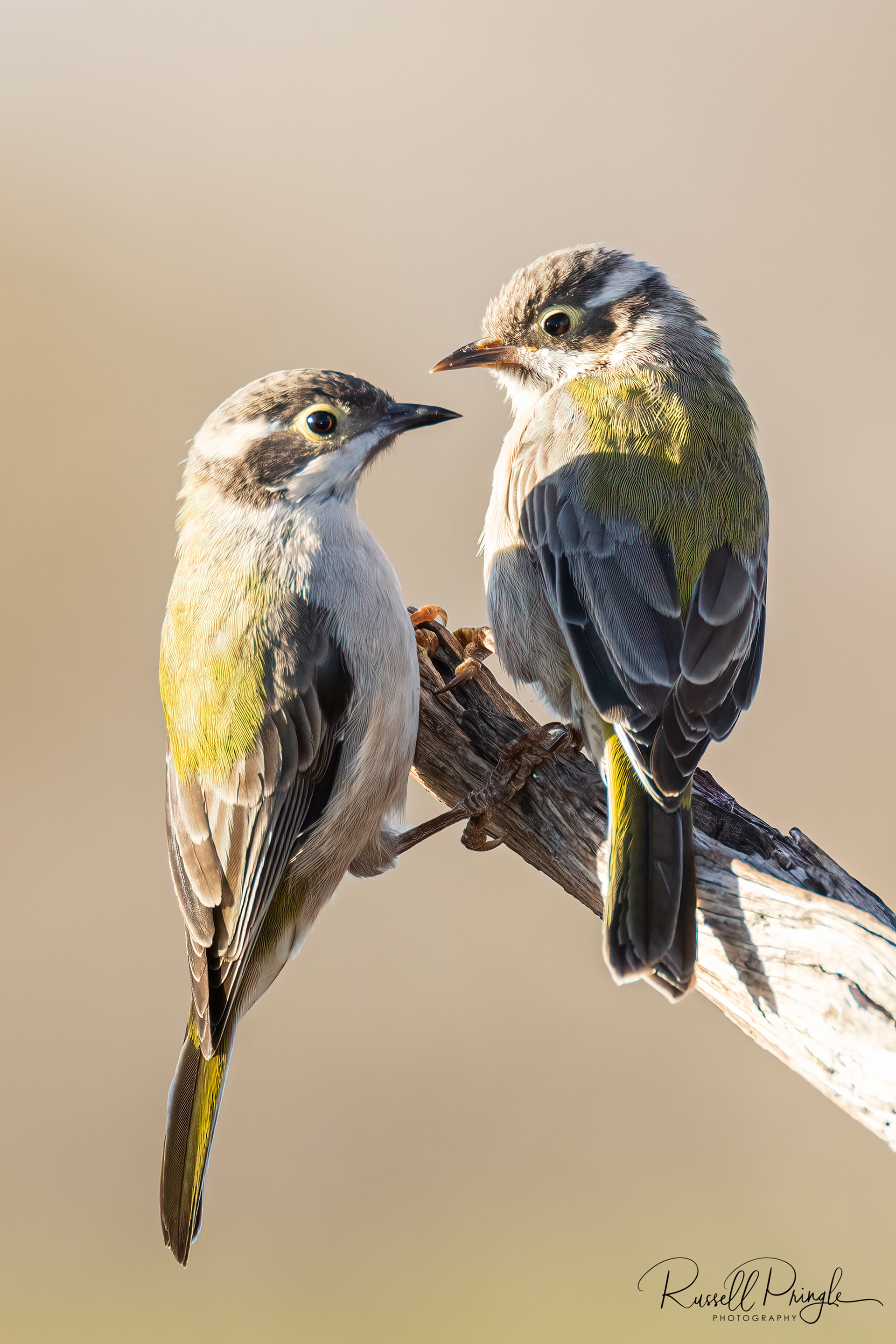 Brown-headed Honeyeater