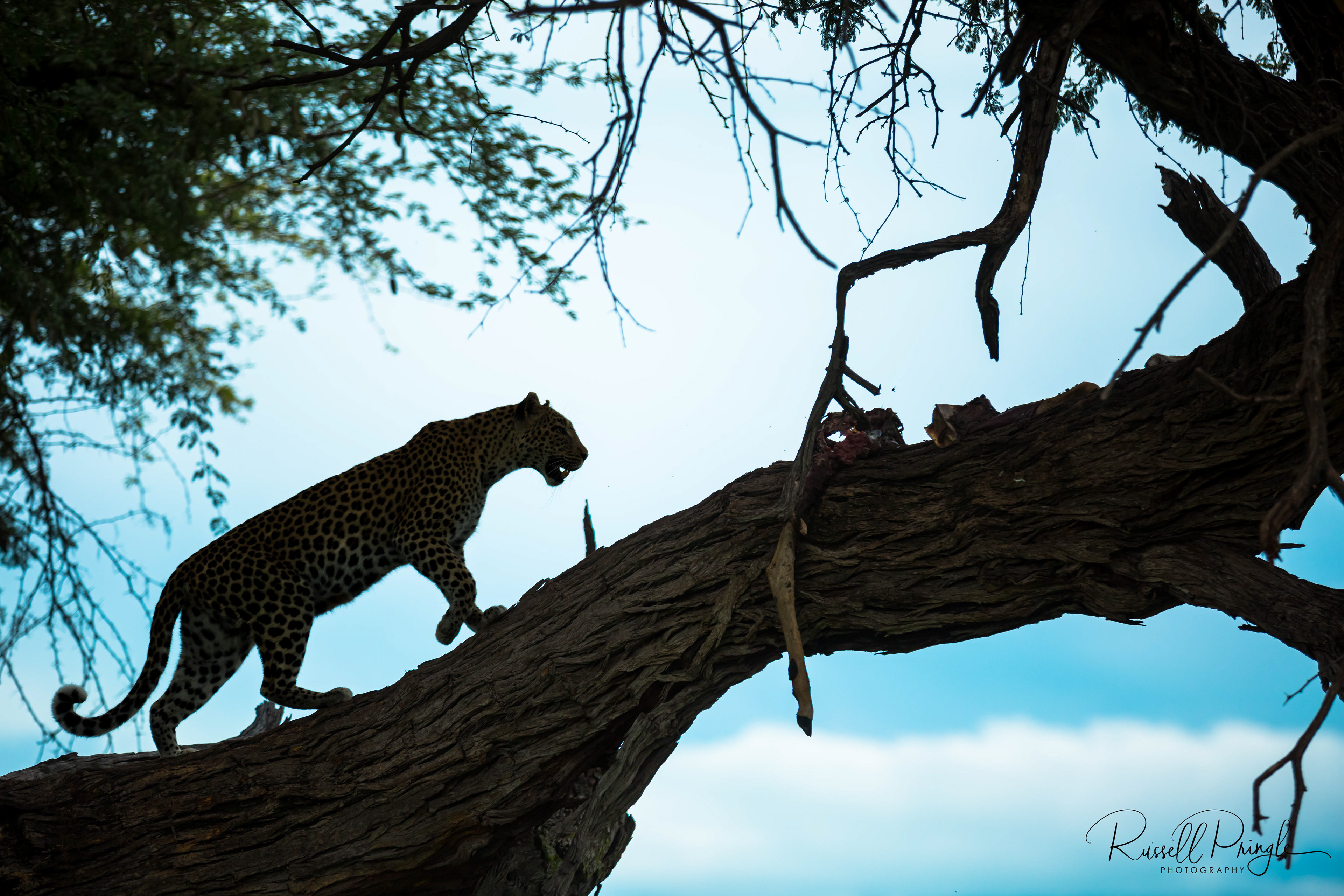 Leopard-Khwai
