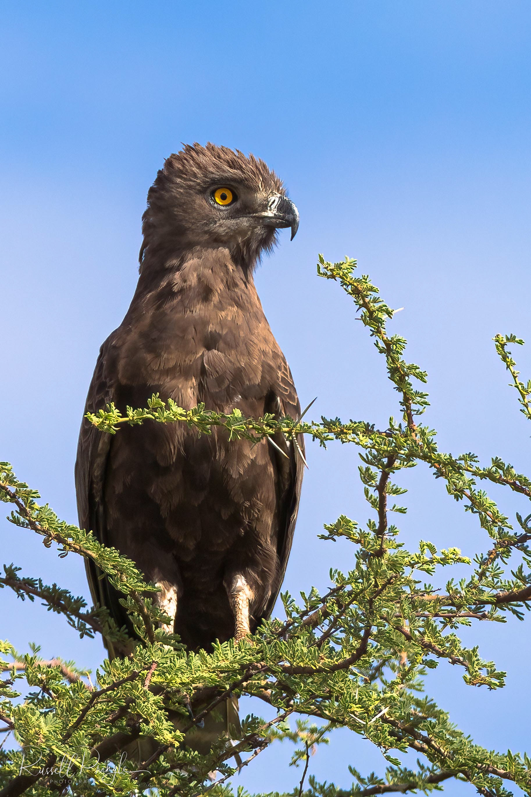Brown Snake-Eagle