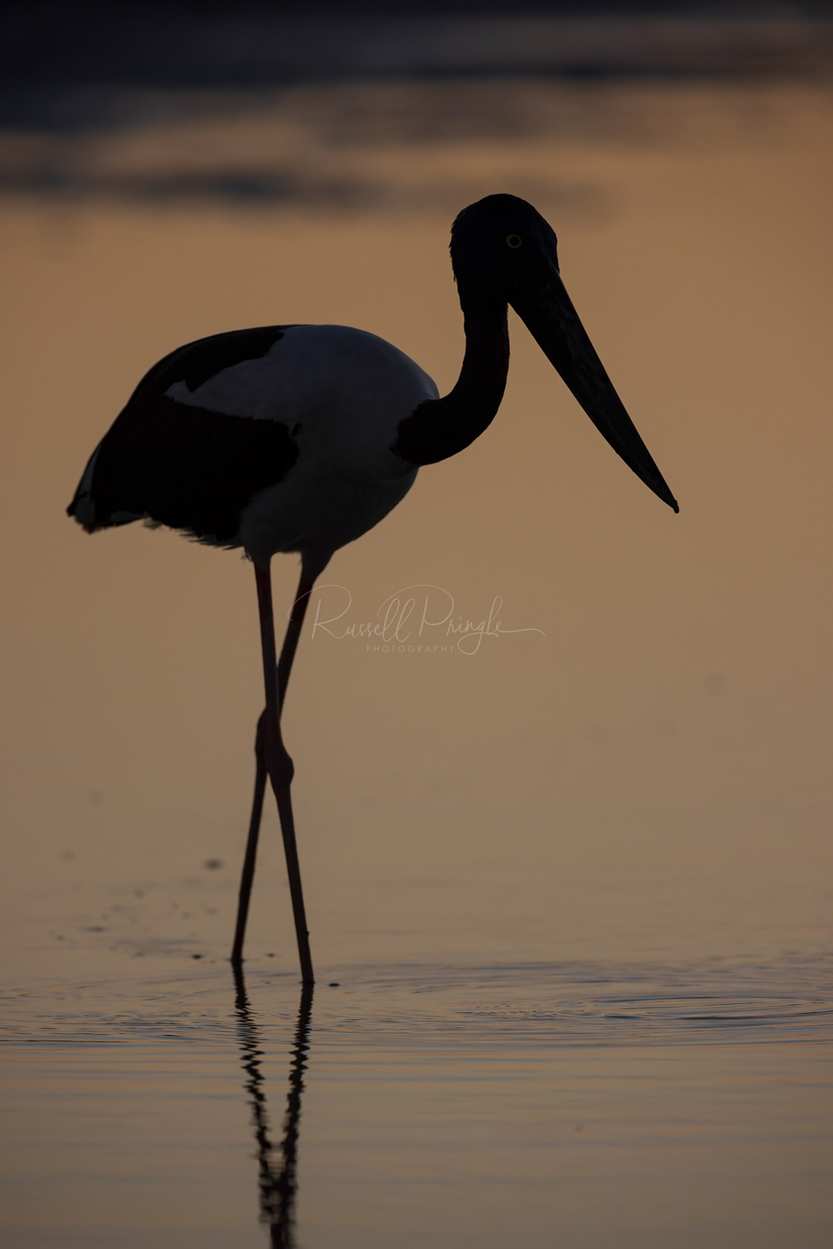 Black-necked Stork
