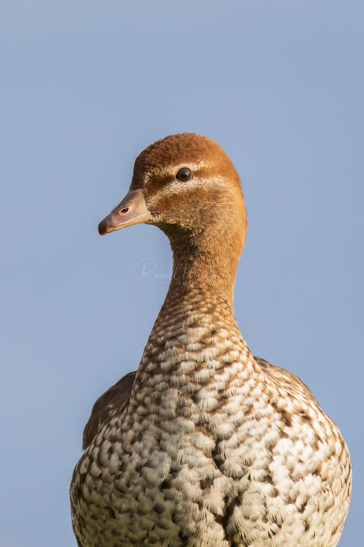 Australian Wood Duck (female)
