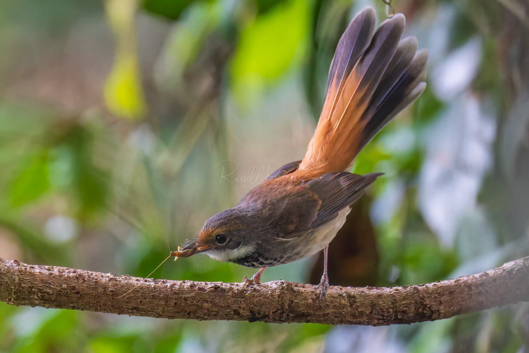 Rufous Fantail