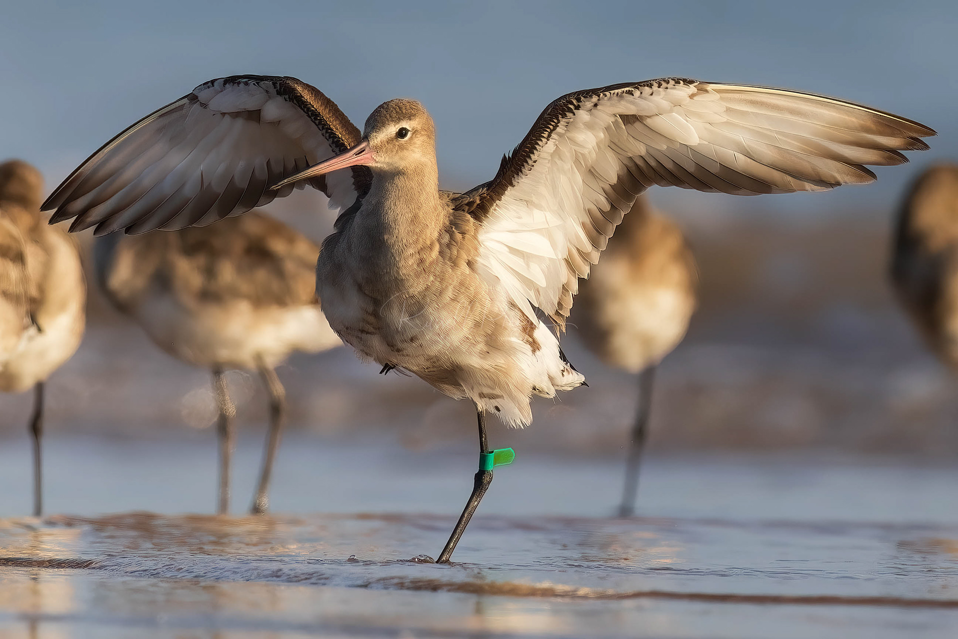 Black-tailed Godwit