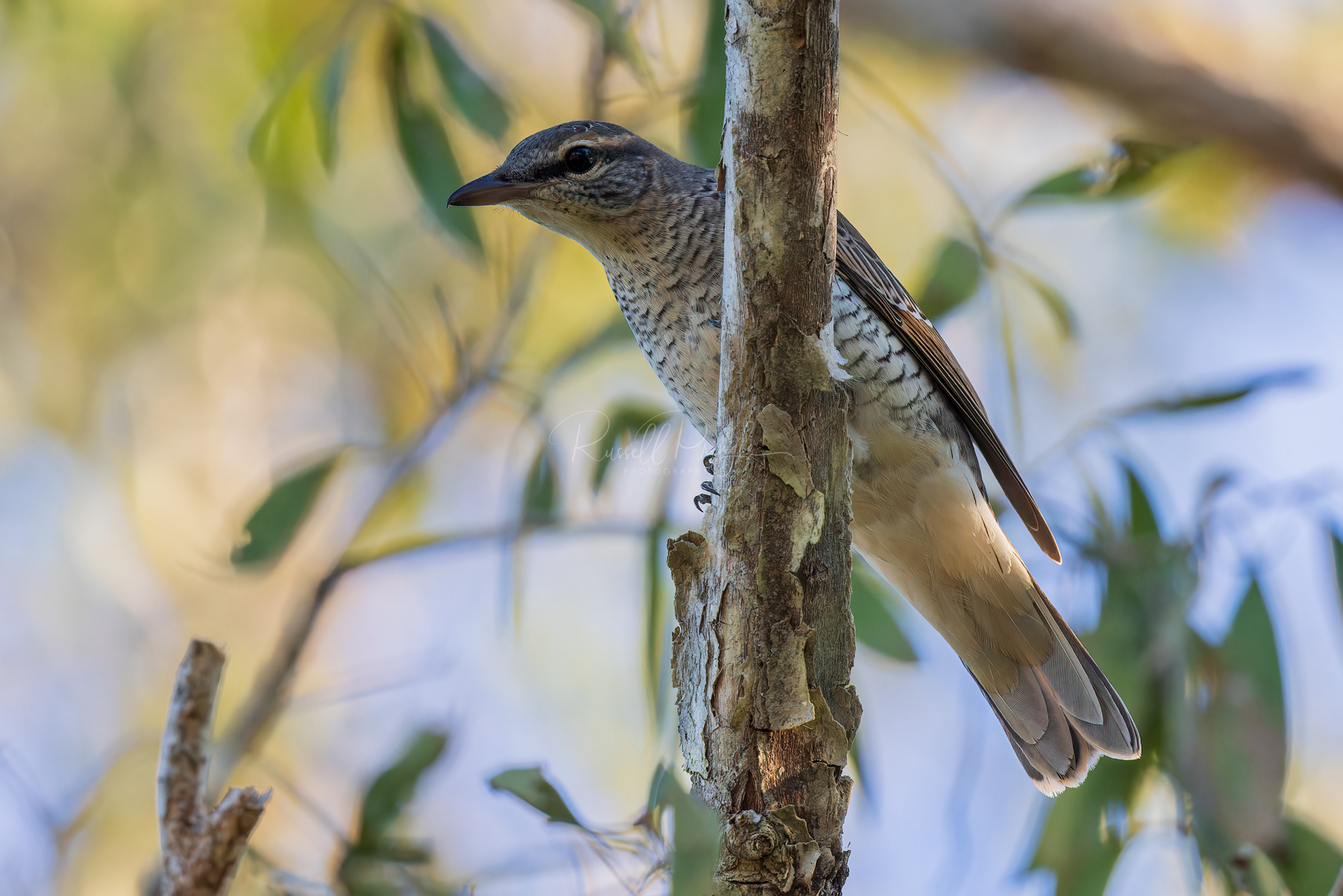 Common Cicadabird (female)