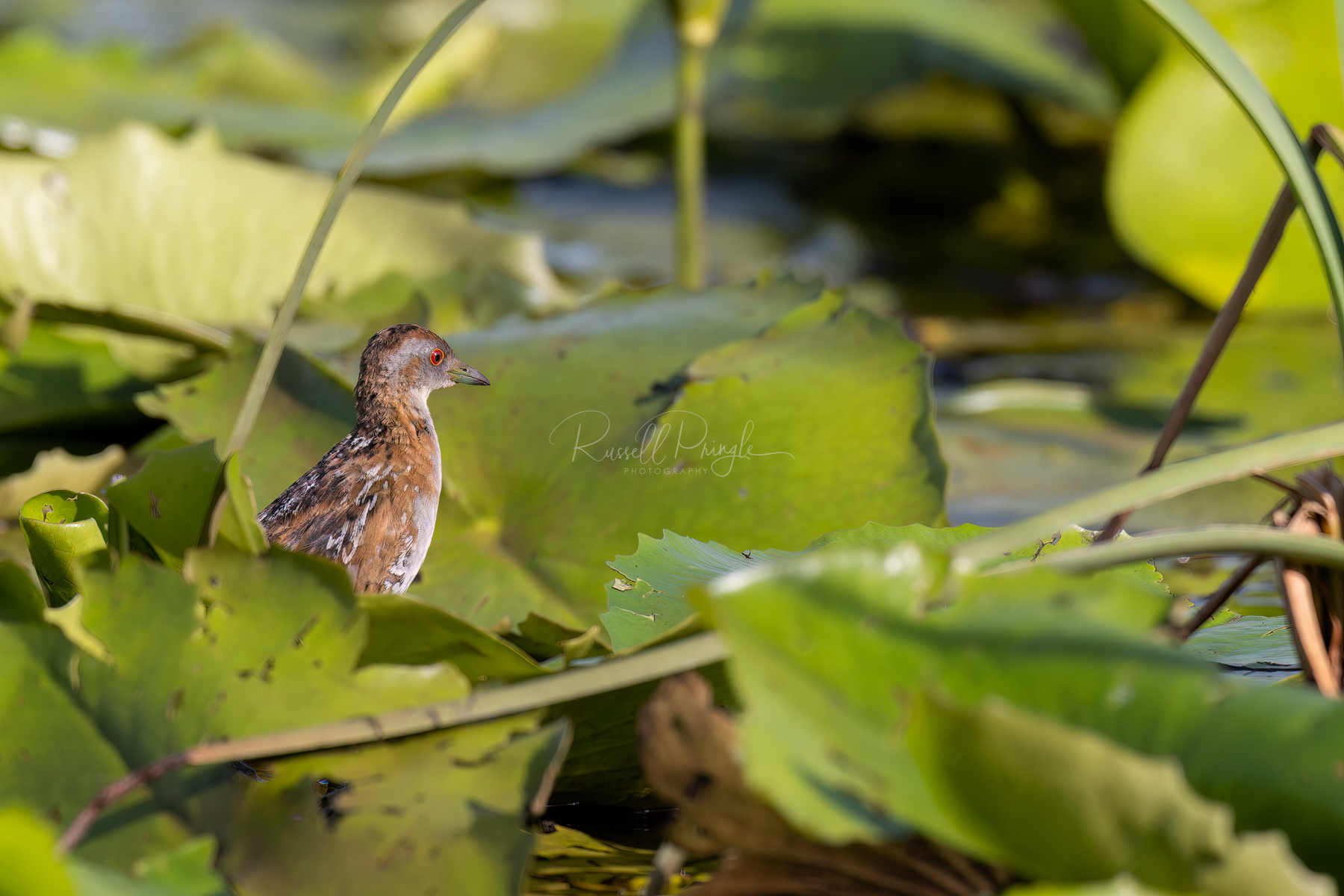 Bailion's Crake