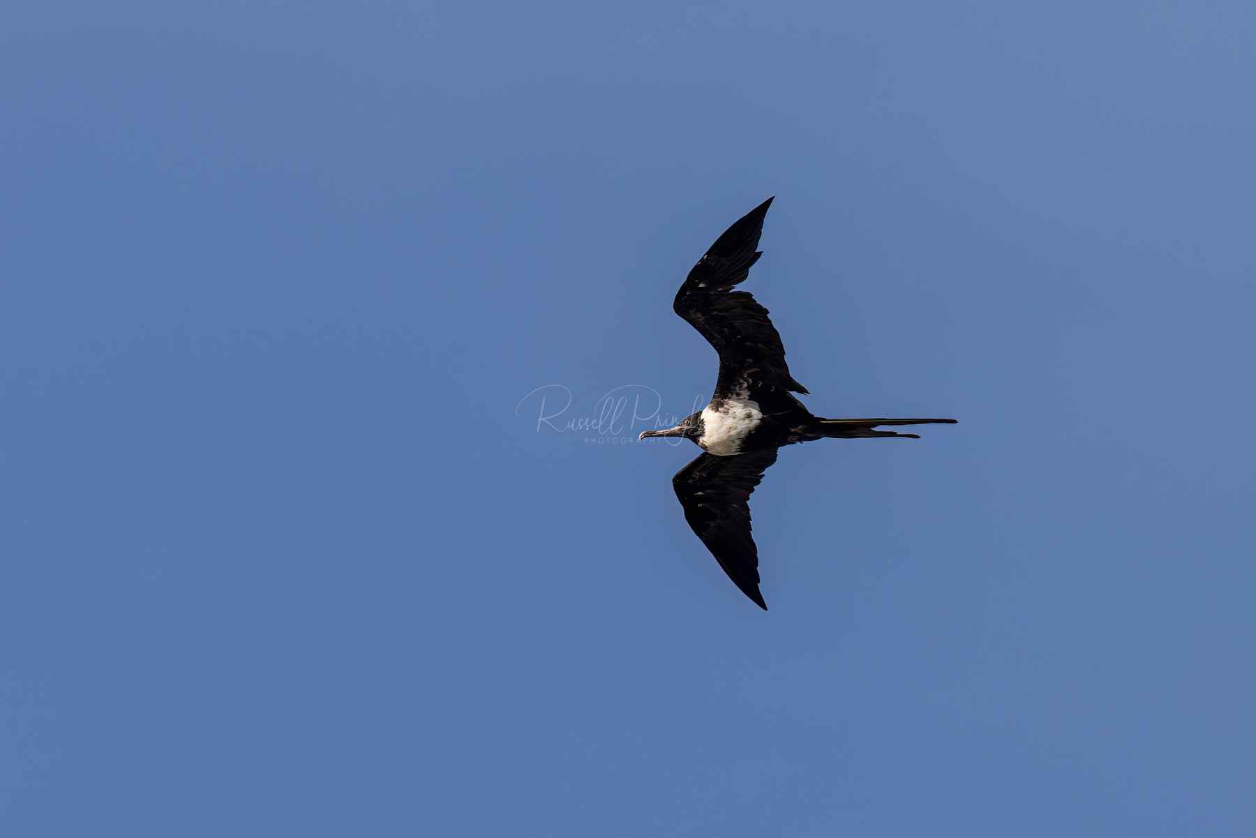Lesser Frigatebird (female)