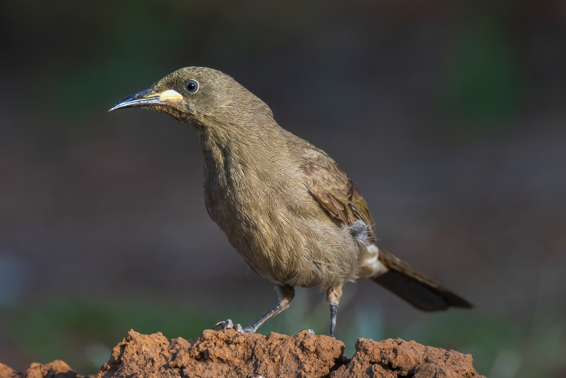 White-gaped Honeyeater