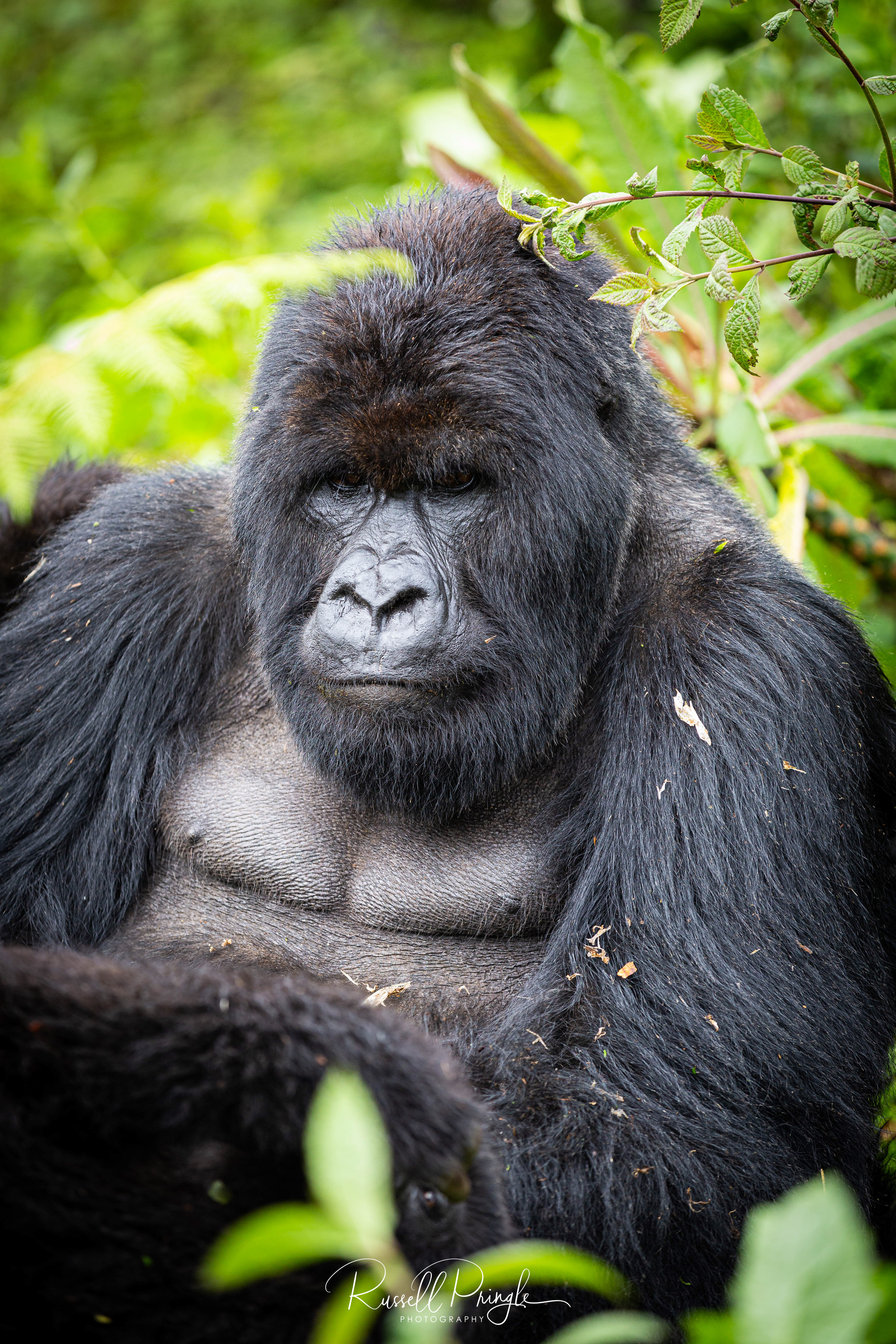 Mountain Gorilla-Ugenda Group