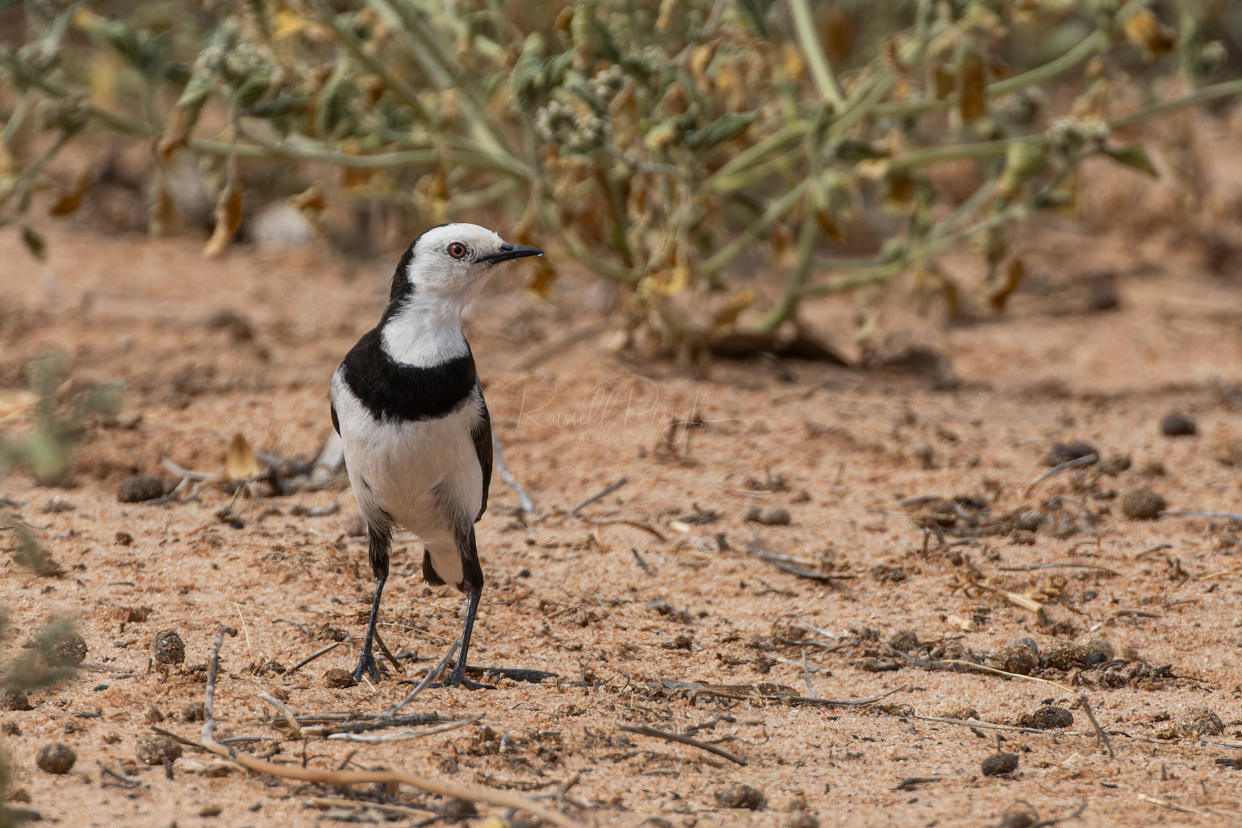 White-fronted Chat (male)