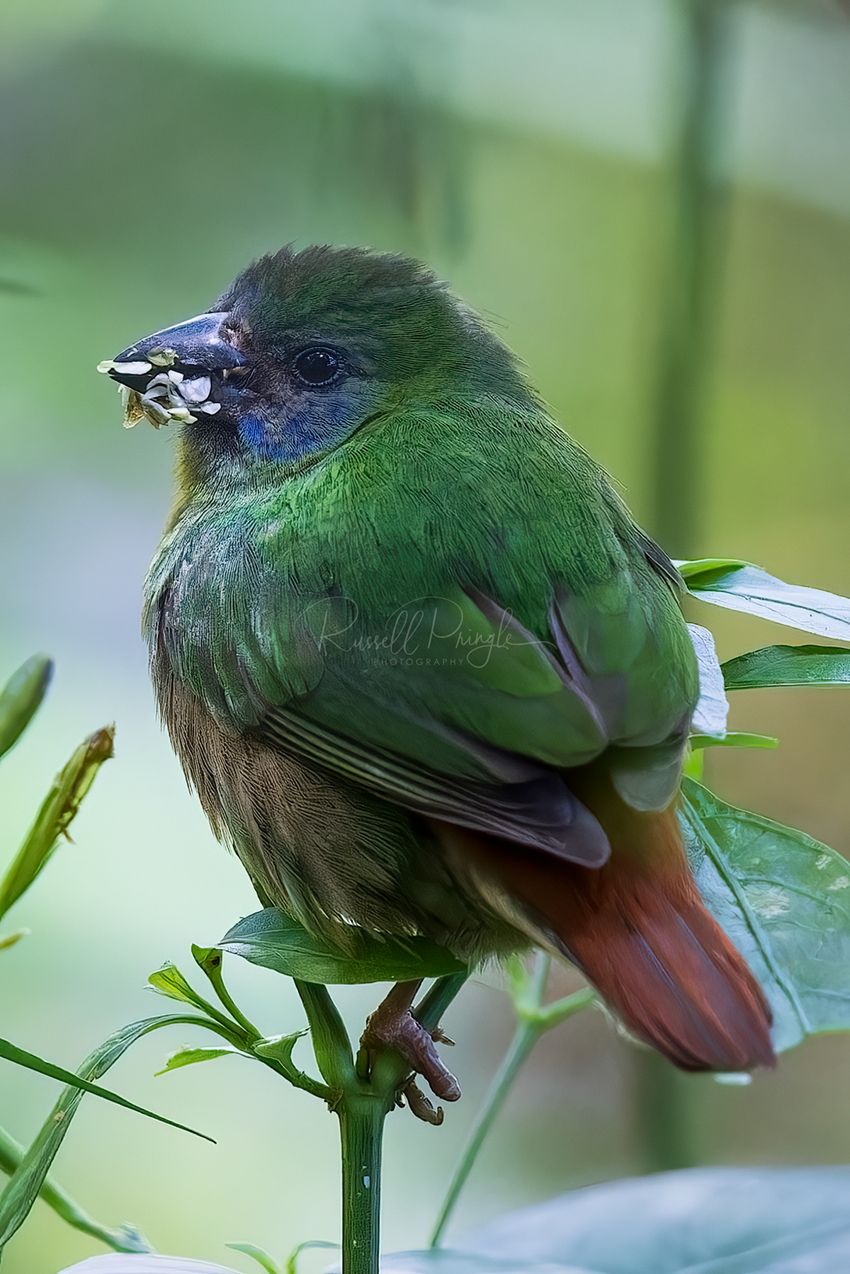 Blue-faced Parrot-Finch
