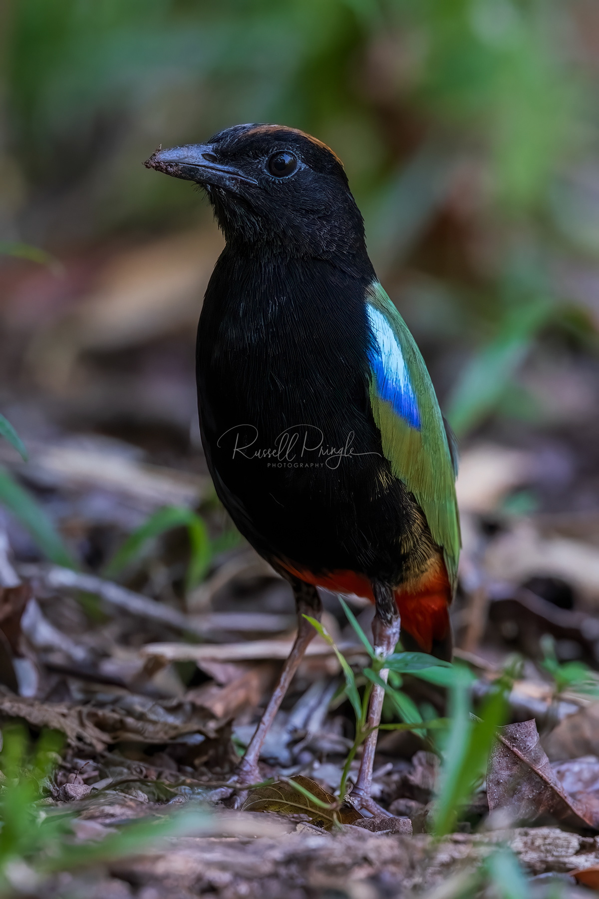 Raunbow Pitta (male)