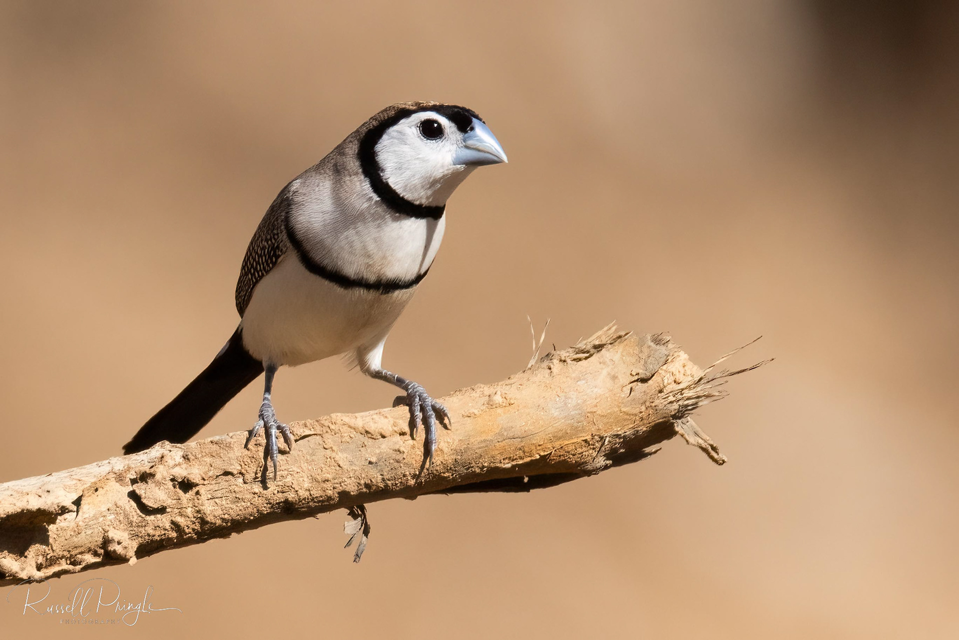 Double-barred Finch