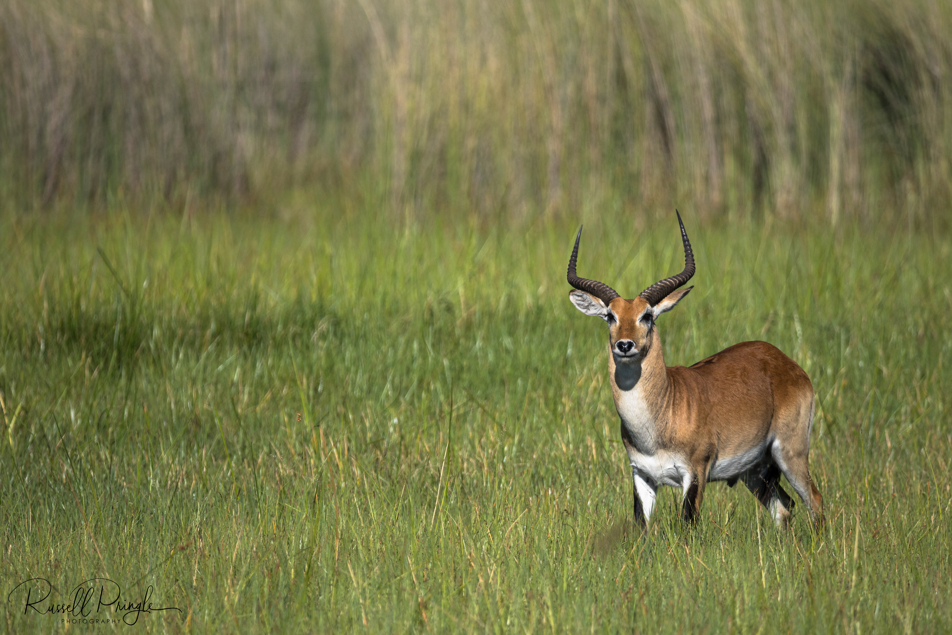 Red Lechwe-Duba