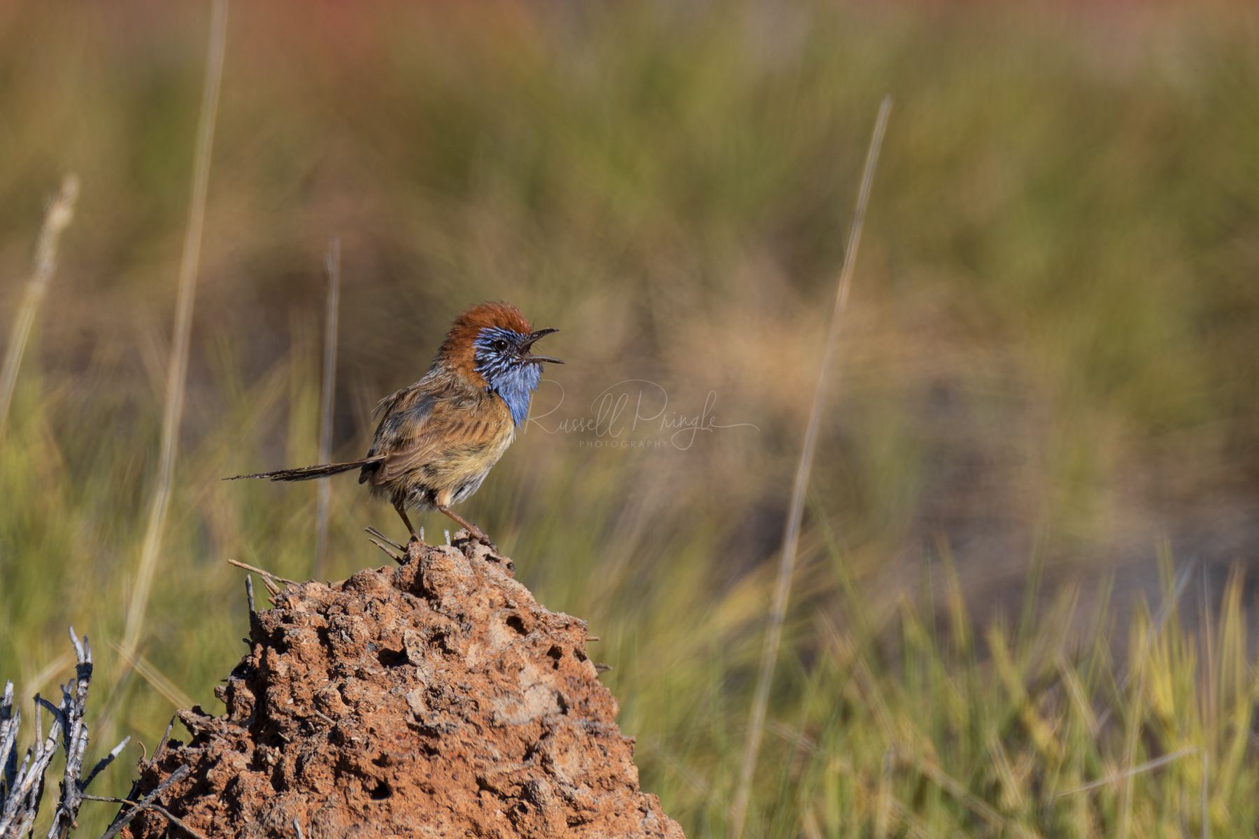 Rufous-crowned Emuwren (male)