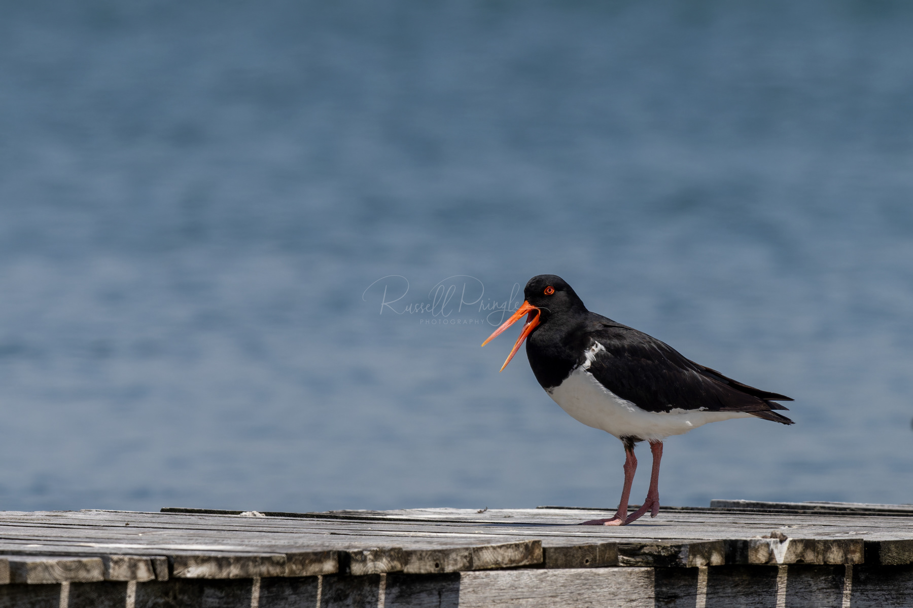 Pied Oystercatcher