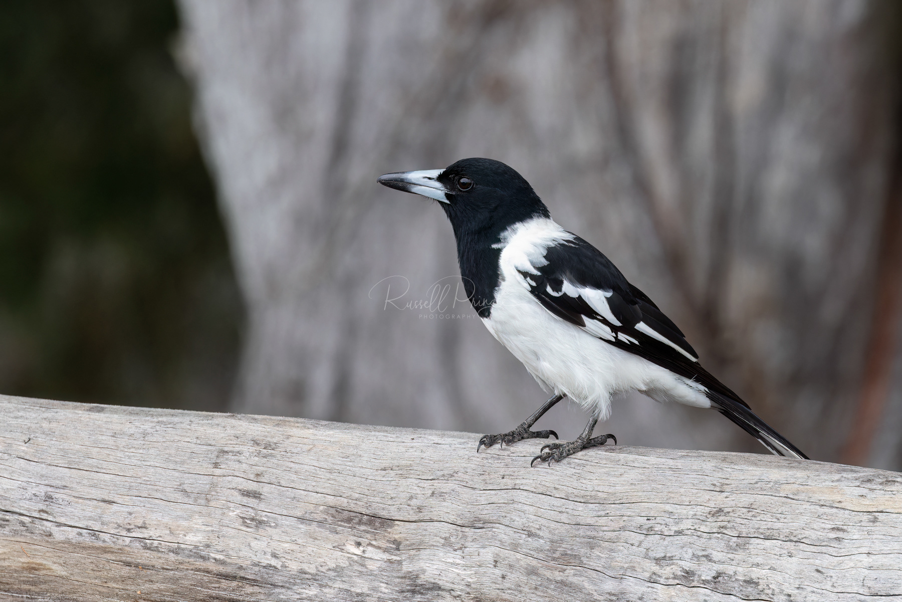Pied Butcherbird